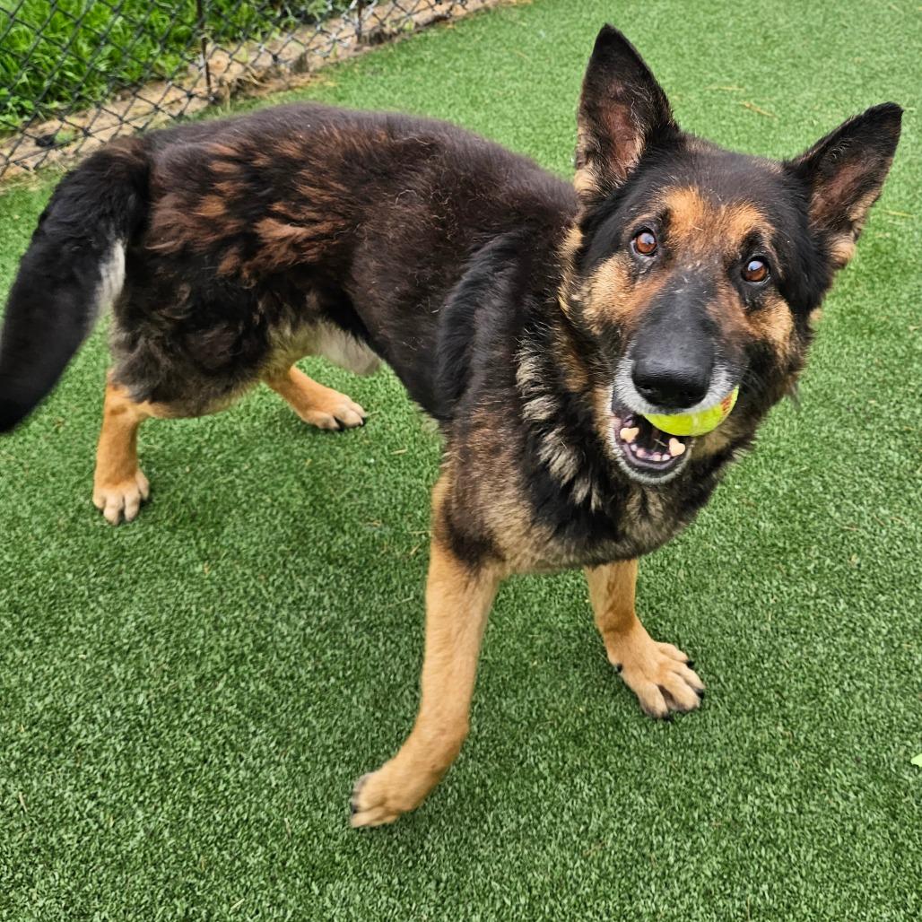 Max, a Adoptable German Shepherd Dog in Chatham, VA image 3/6