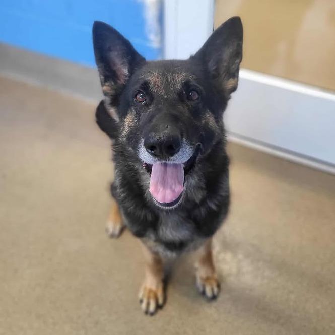 Max, a Adoptable German Shepherd Dog in Chatham, VA image 4/6
