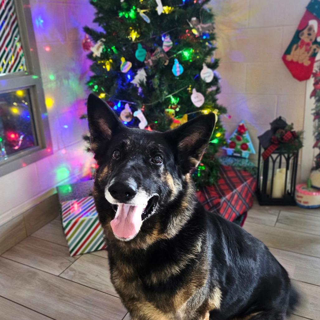 Max, a Adoptable German Shepherd Dog in Chatham, VA image 5/6