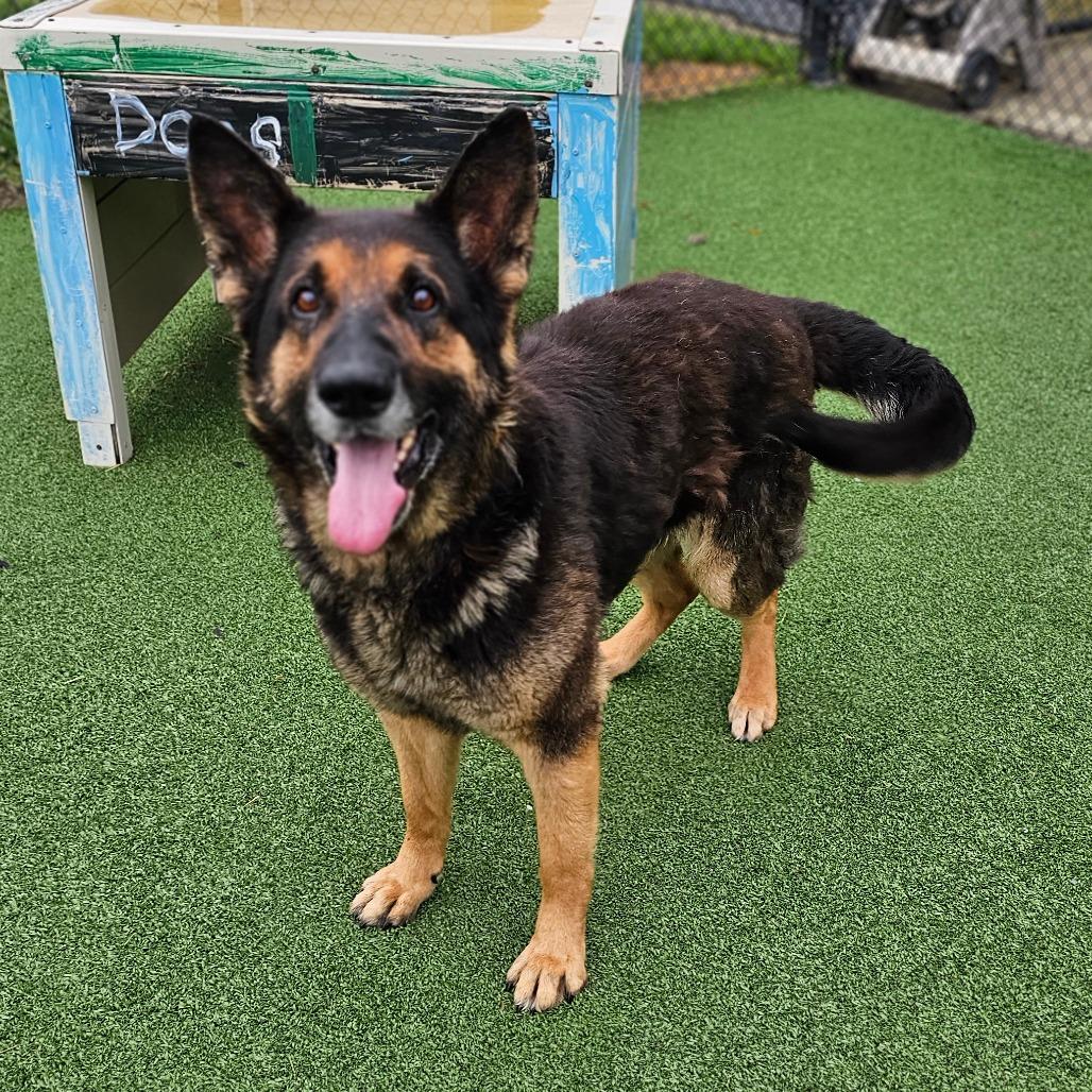 Max, a Adoptable German Shepherd Dog in Chatham, VA image 6/6