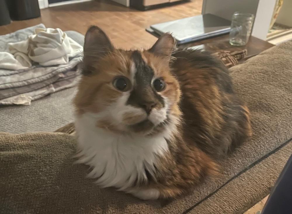 Enlarge Marshaline, a Adopted mixed breed in Wilmington, NC image 1/1