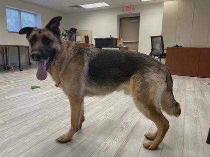 Gohan, Adoptable, Adult Male German Shepherd Dog & Mixed Breed.