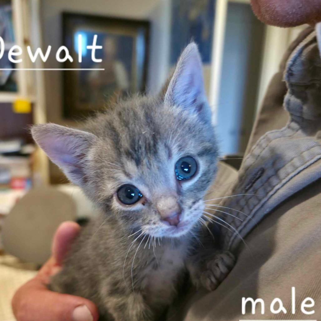 Enlarge Dewalt, a Adoptable Domestic Short Hair in Kerrville, TX image 1/1