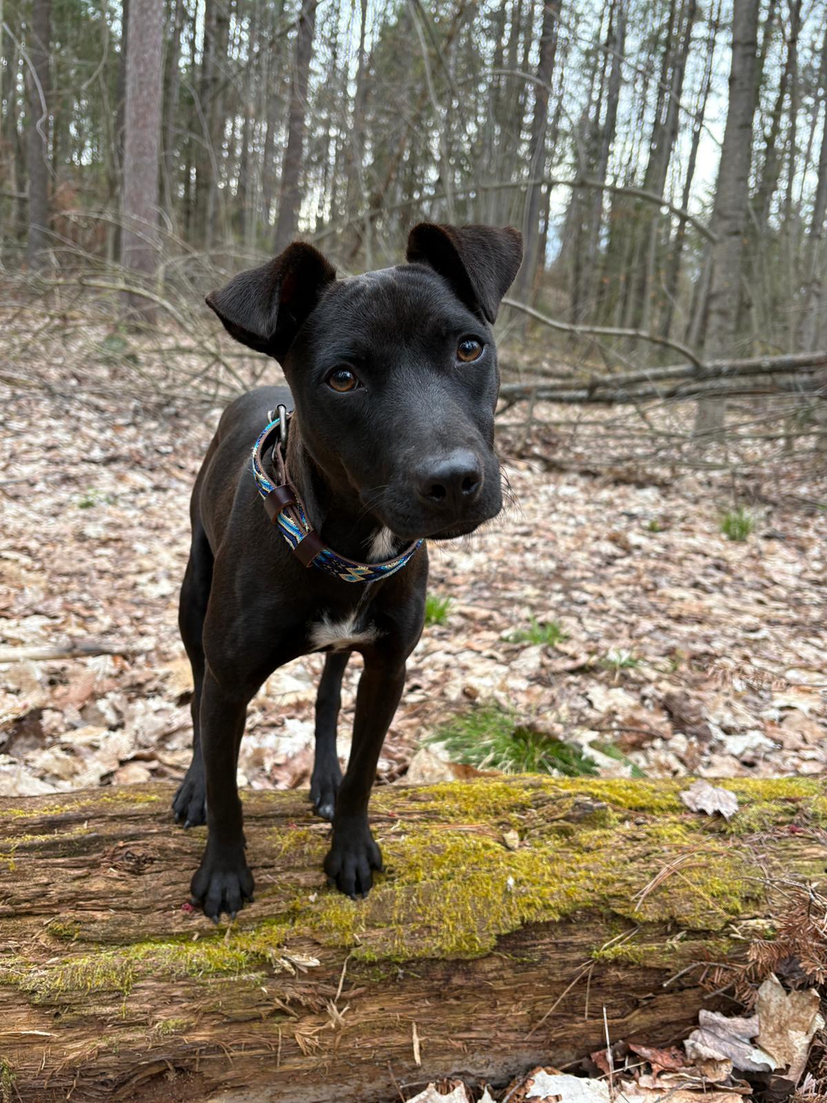 Rhonda, a ADOPTABLE Mixed Breed in Peterborough, ON image 1/6