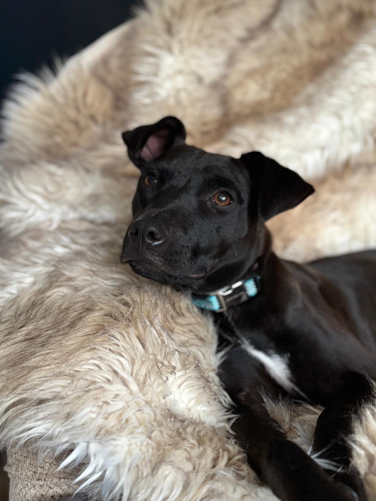 Rhonda, a ADOPTABLE Mixed Breed in Peterborough, ON image 4/6