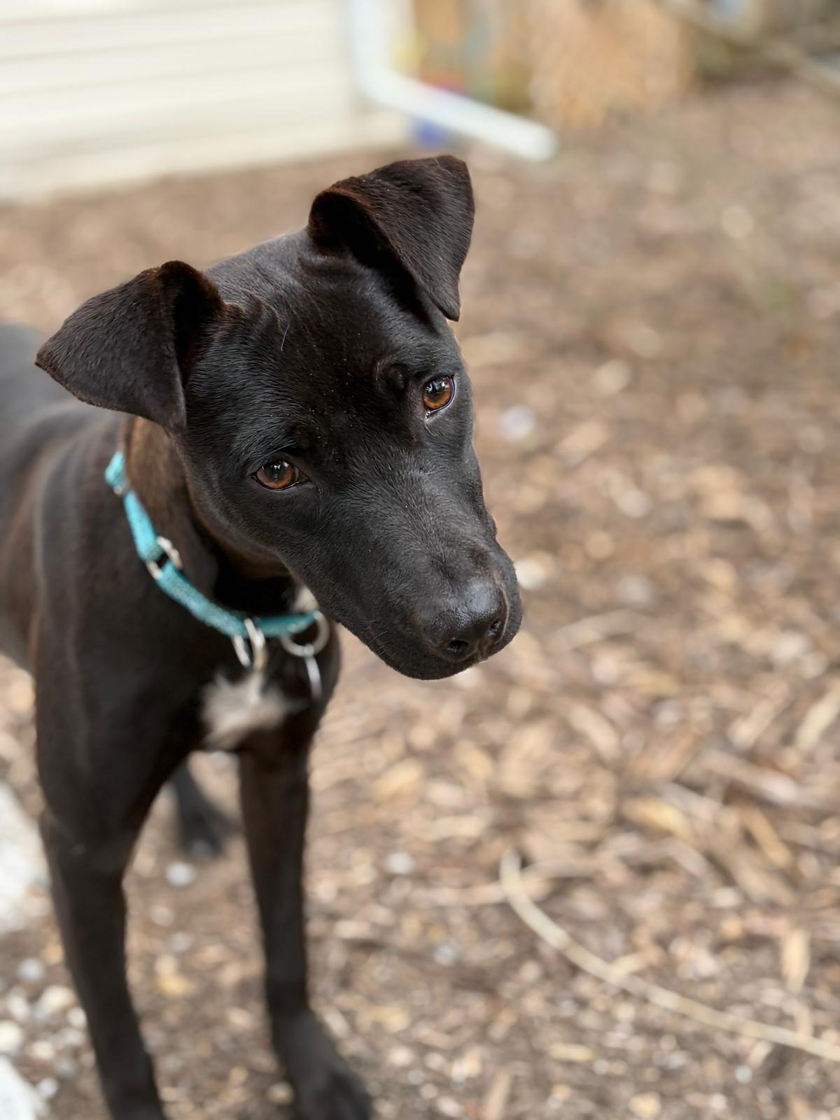 Rhonda, a ADOPTABLE Mixed Breed in Peterborough, ON image 3/6