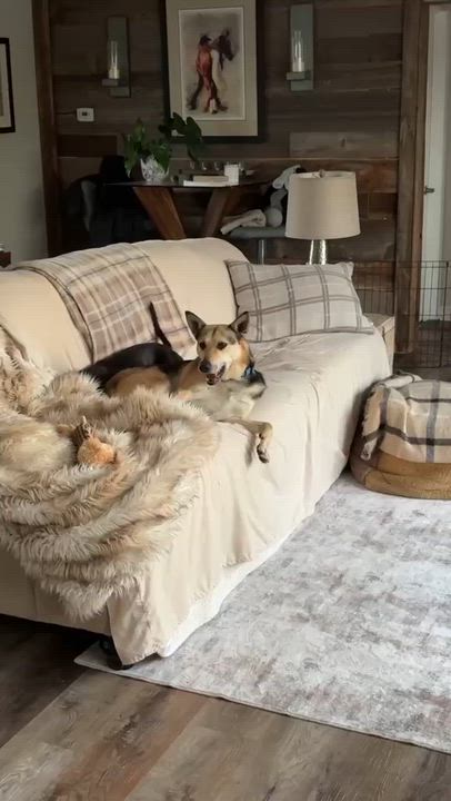 Enlarge Rhonda, a ADOPTABLE Mixed Breed in Peterborough, ON video 2/6