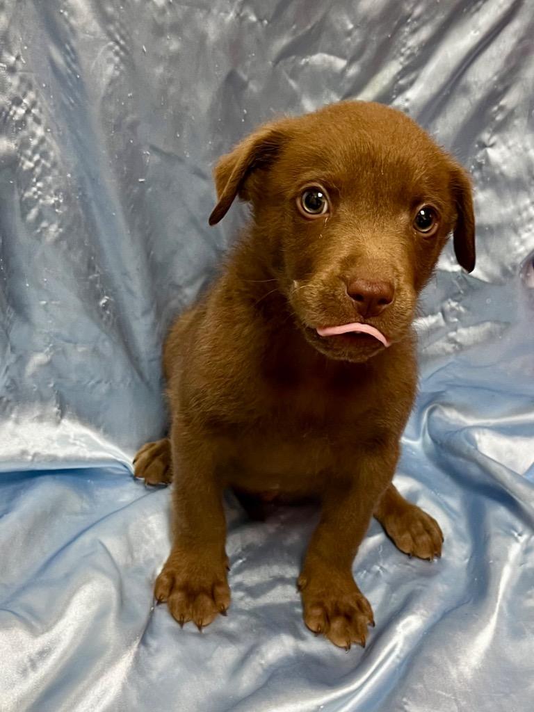 Gorgon, a Adoptable mixed breed in Clinton, SC image 1/3