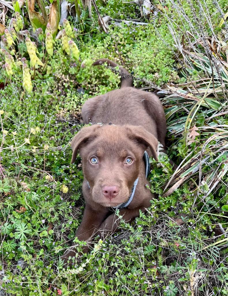 Gorgon, a Adoptable mixed breed in Clinton, SC image 2/3