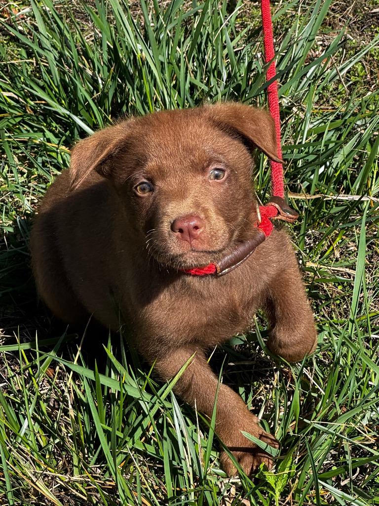 Gorgon, a Adoptable mixed breed in Clinton, SC image 3/3