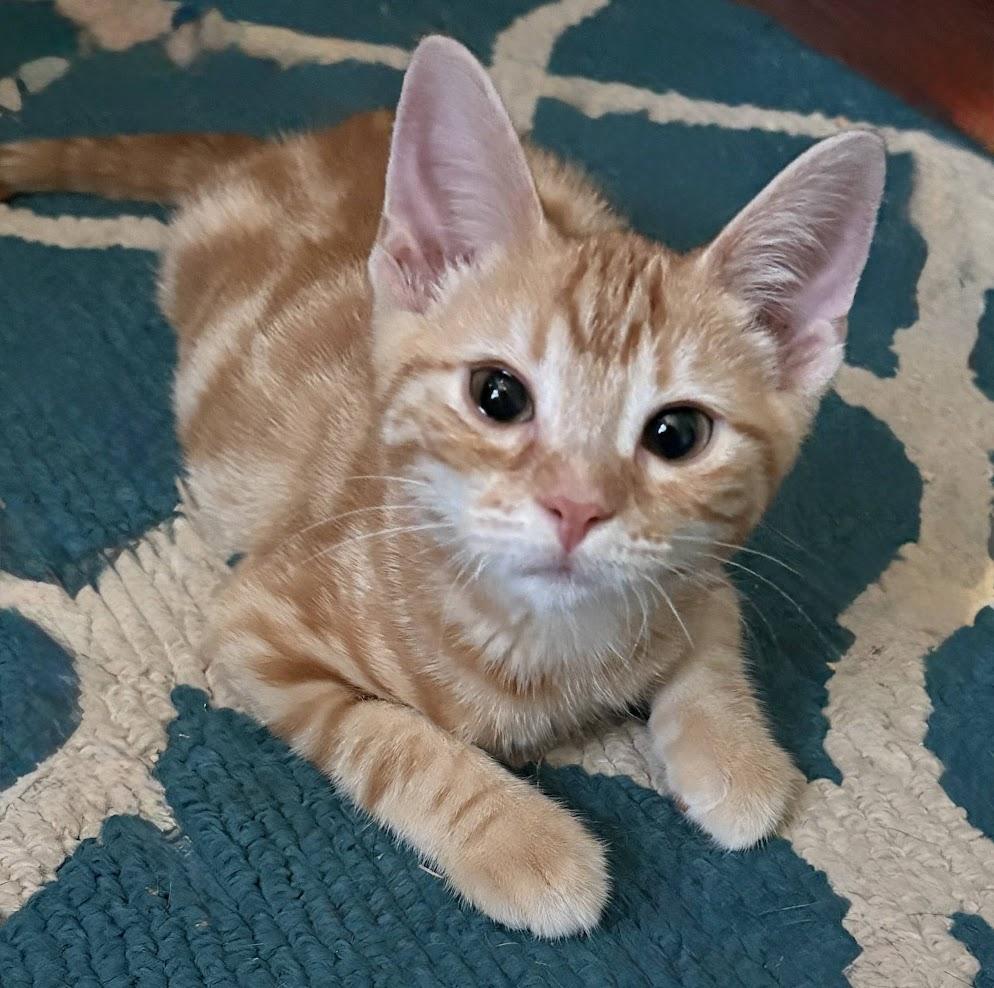 Alexi, Adoptable, Kitten Male Domestic Short Hair.