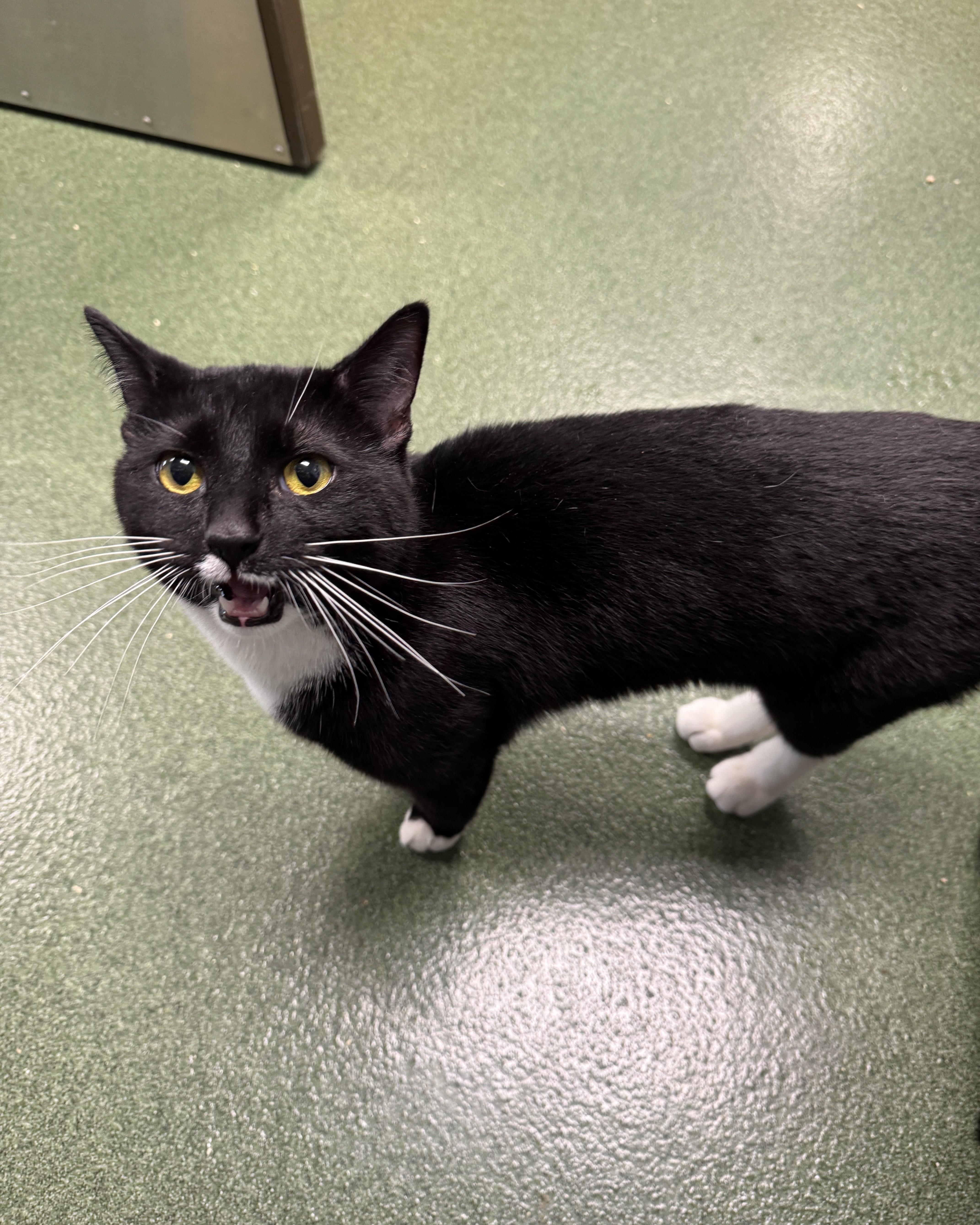 Enlarge Norris, an adopted Domestic Short Hair in Seneca, PA image 2/4