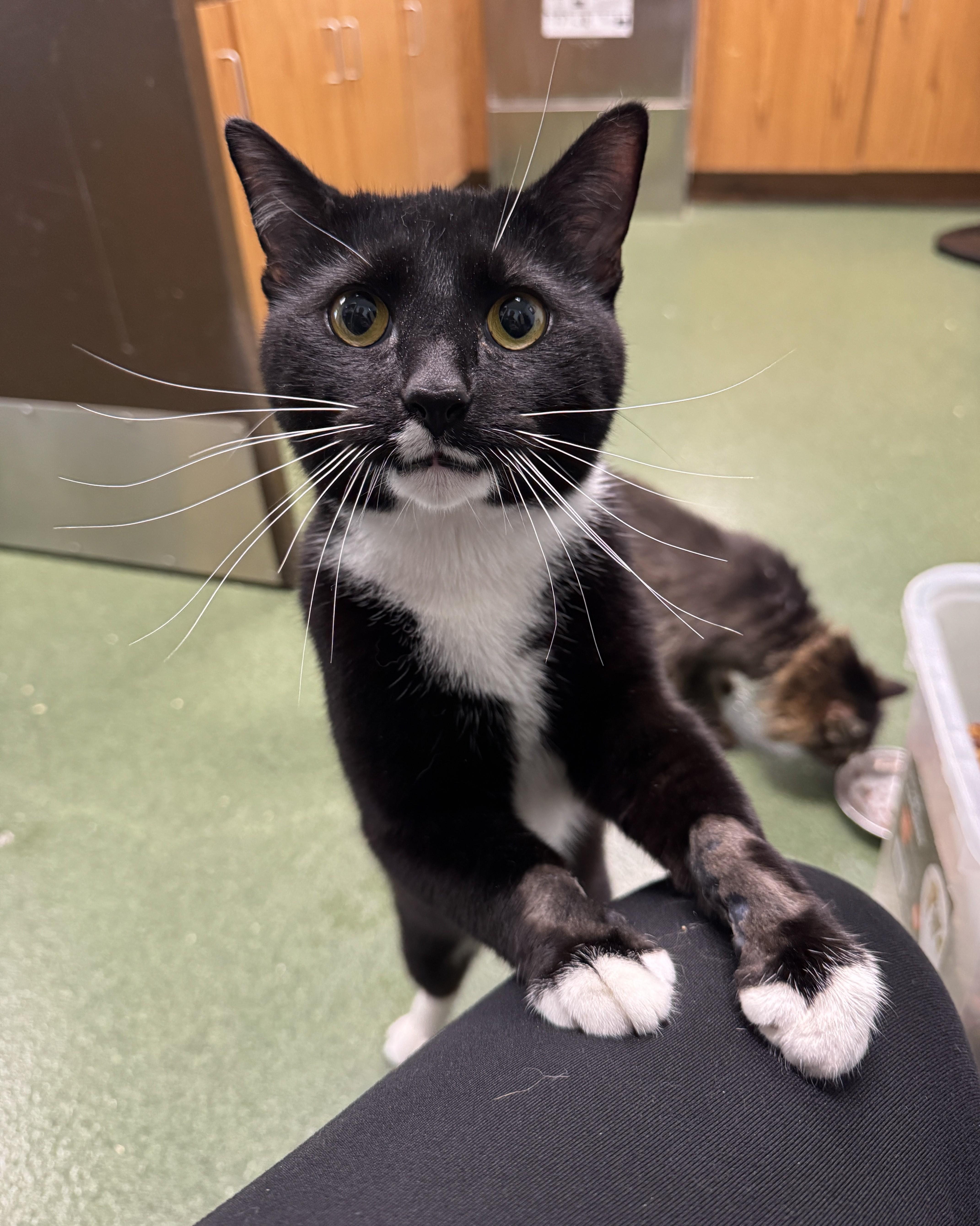Norris, adopted, Young Male Domestic Short Hair.
