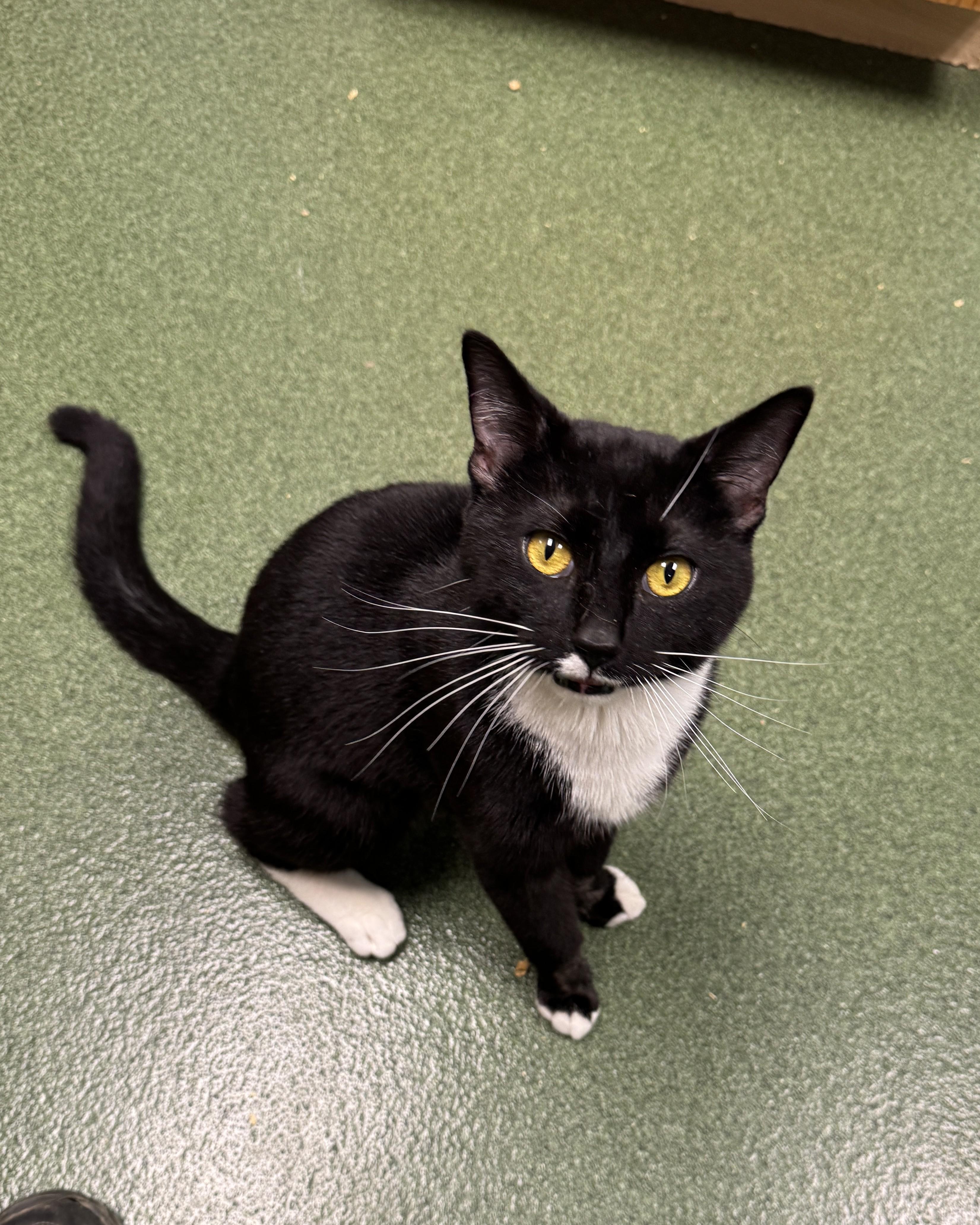 Enlarge Norris, an adopted Domestic Short Hair in Seneca, PA image 3/4