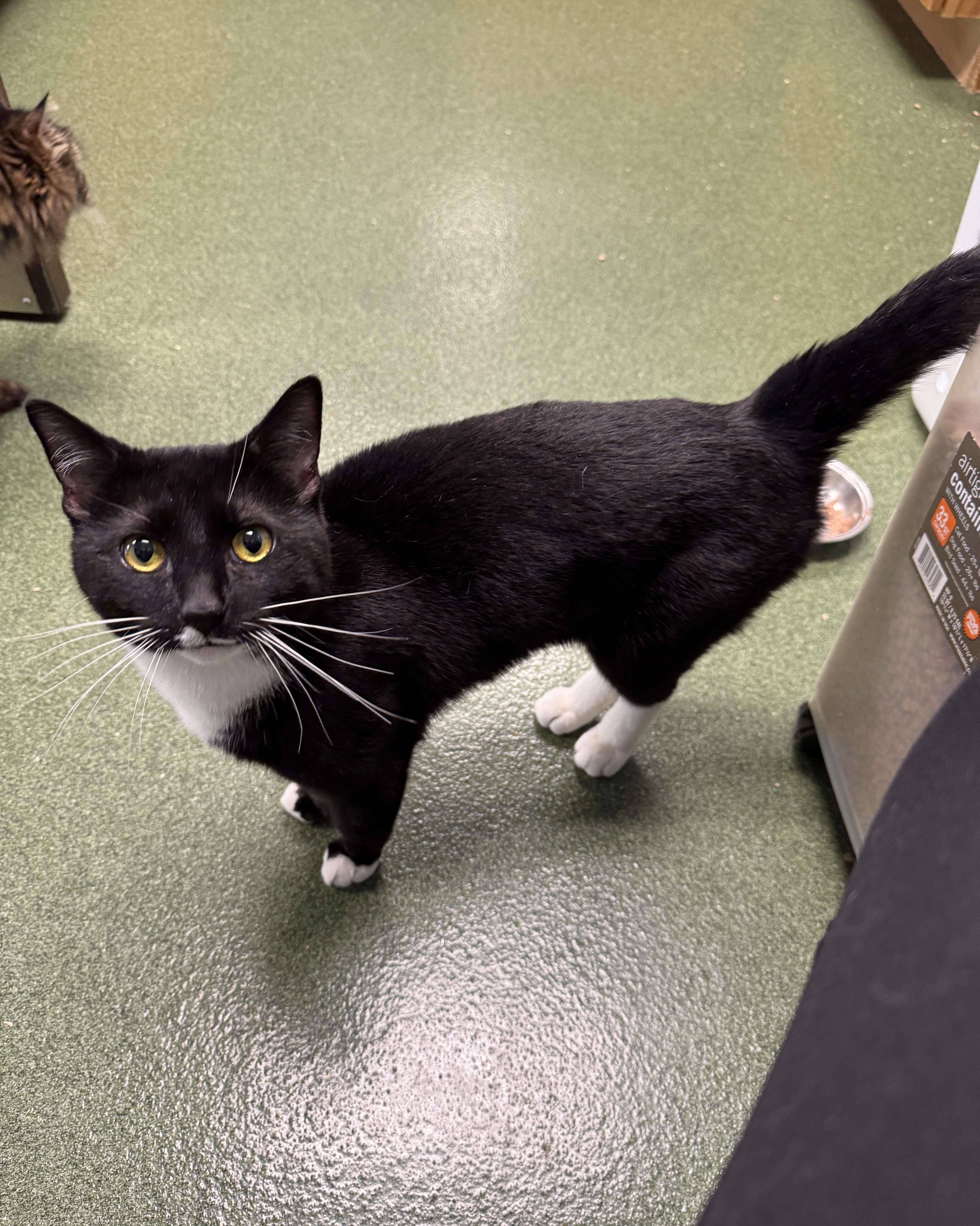 Enlarge Norris, an adopted Domestic Short Hair in Seneca, PA image 4/4