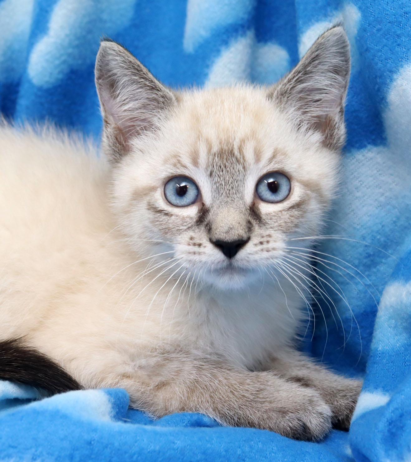 Chappy, adopted, Kitten Male Siamese.