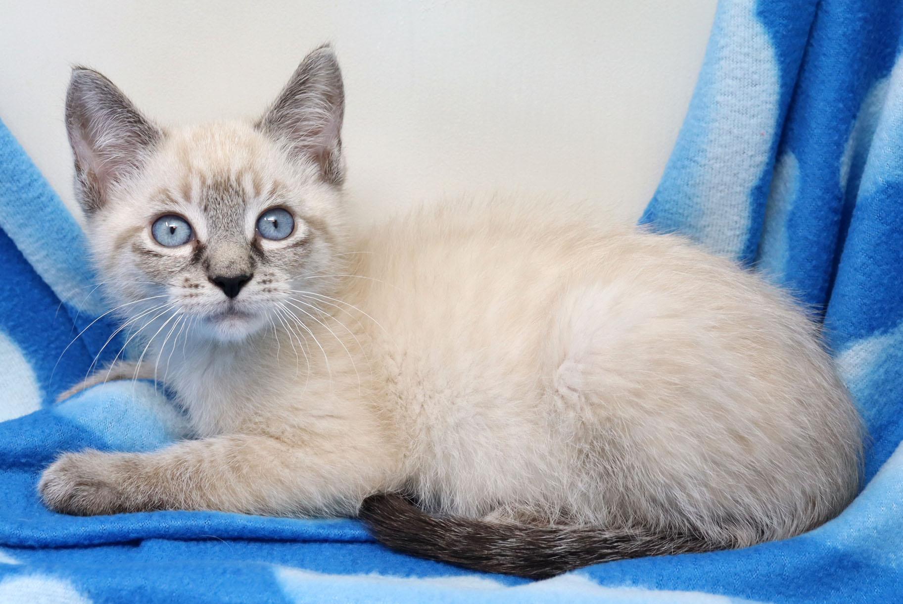 Enlarge Chappy, an adopted mixed breed in Tierra Verde, FL image 4/4