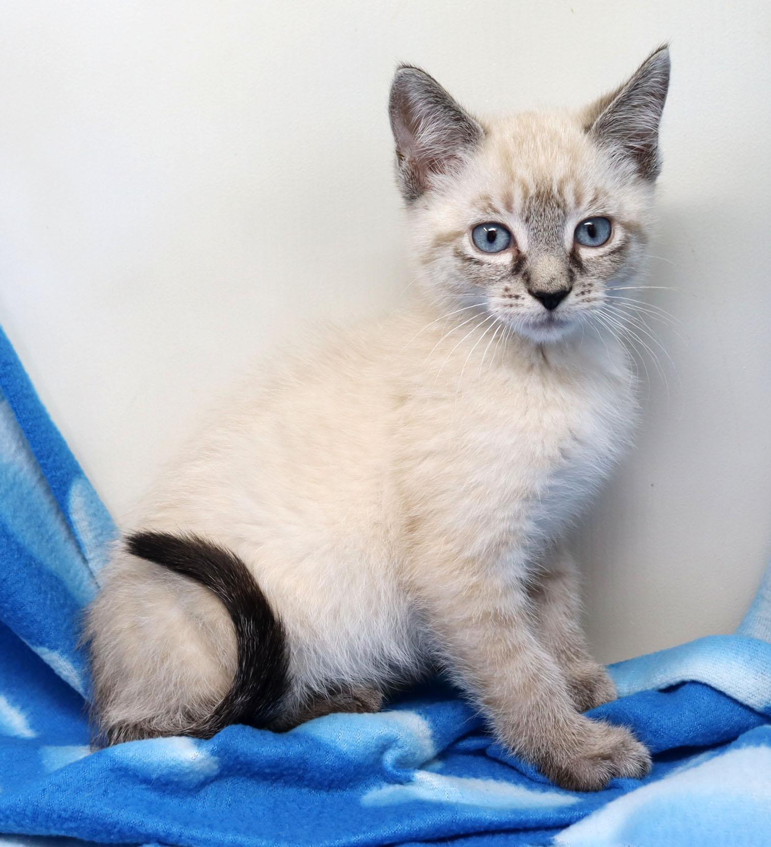 Enlarge Chappy, an adopted mixed breed in Tierra Verde, FL image 3/4