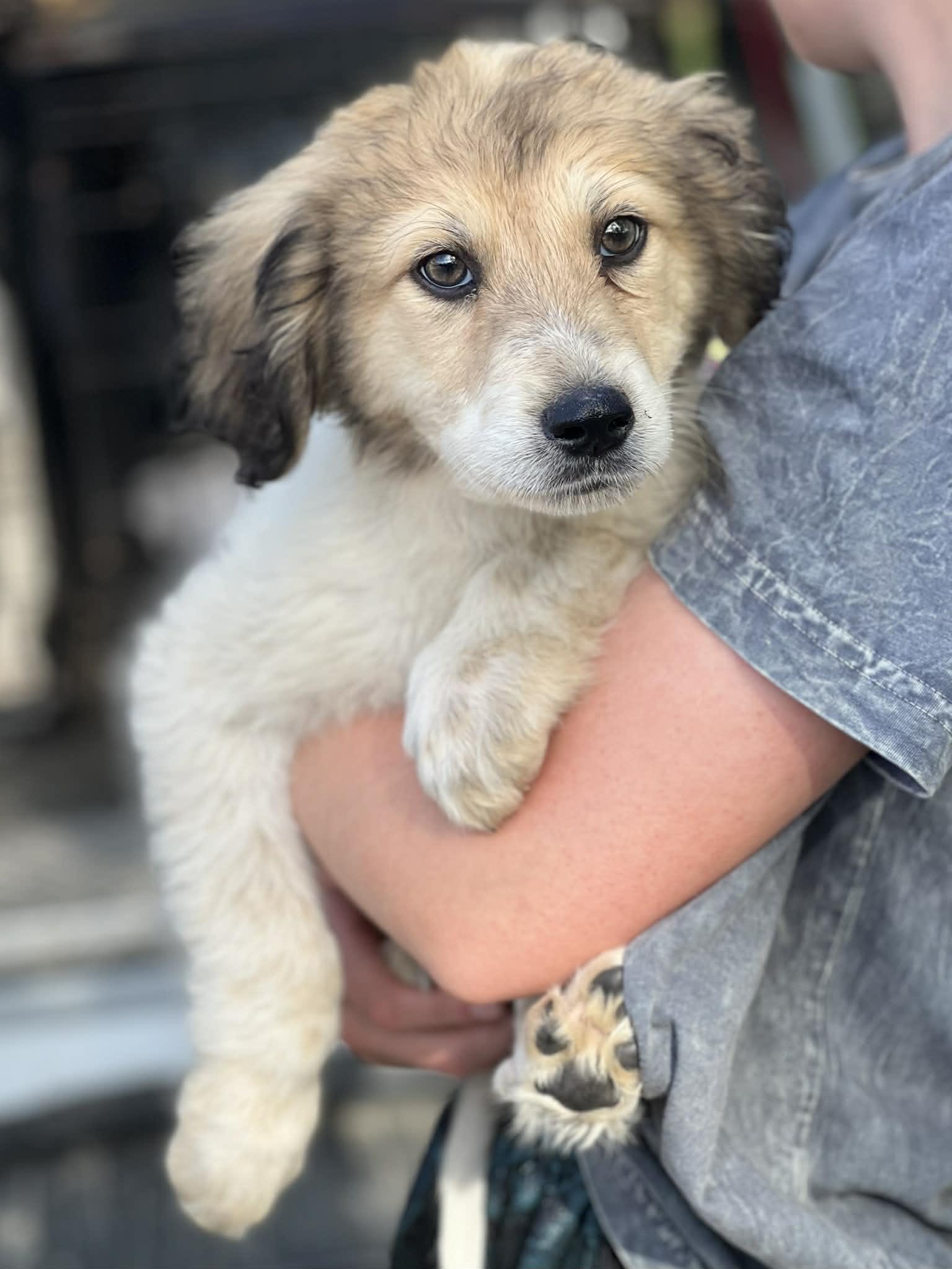 Ariat, ADOPTABLE, Puppy Male Great Pyrenees.