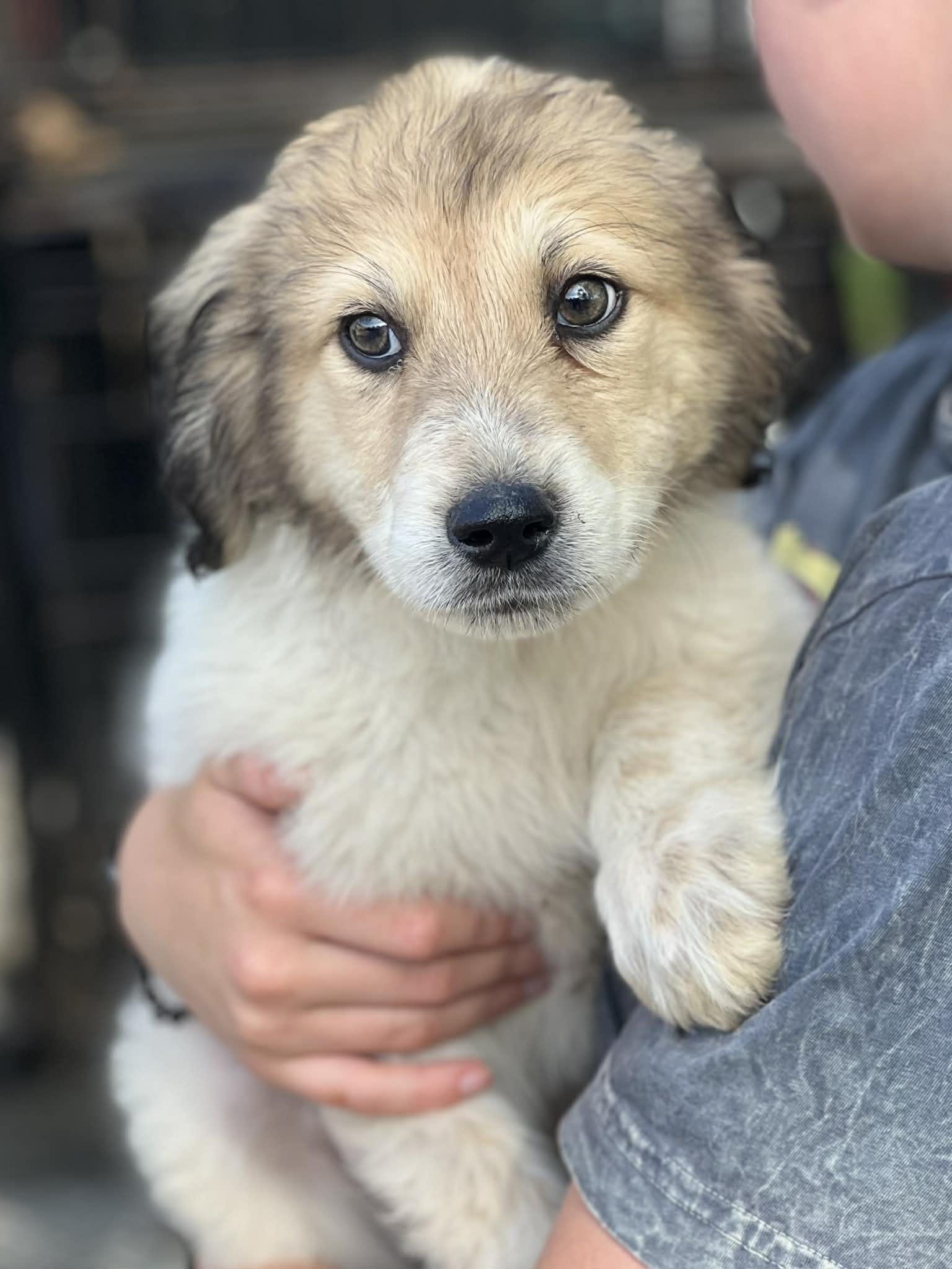 Ariat, a ADOPTABLE mixed breed in Brunswick, ME image 2/2