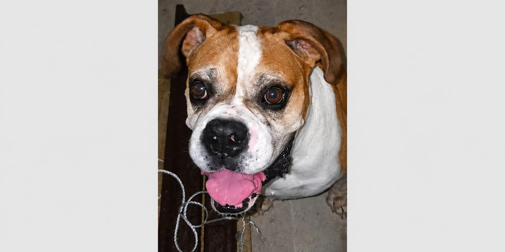 Bo II, Adoptable, Senior Male Boxer.