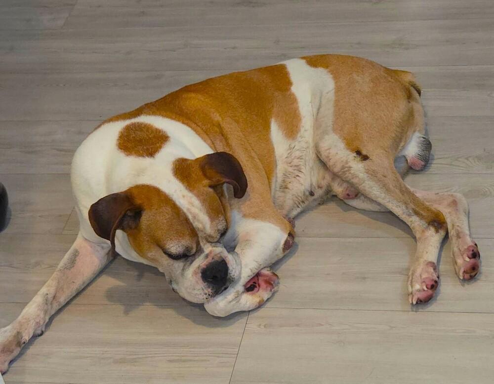 Enlarge Bo II, a Adoptable Boxer in Hewitt, TX image 2/2