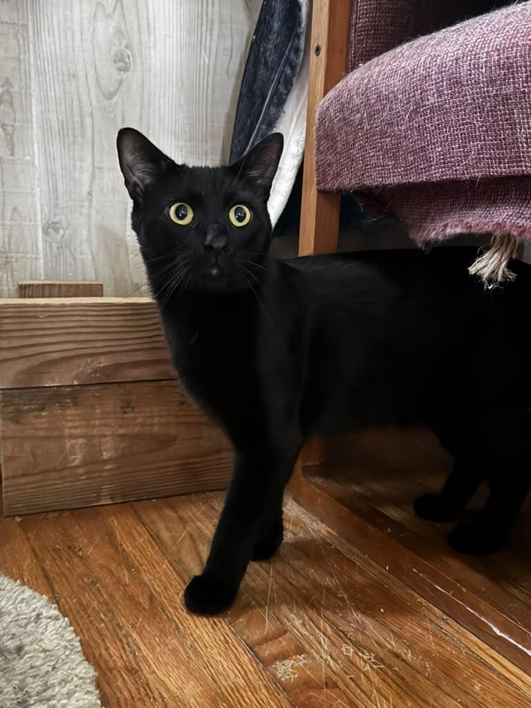 Enlarge Allen, a Adoptable Domestic Short Hair in Frankfort, IL image 3/6