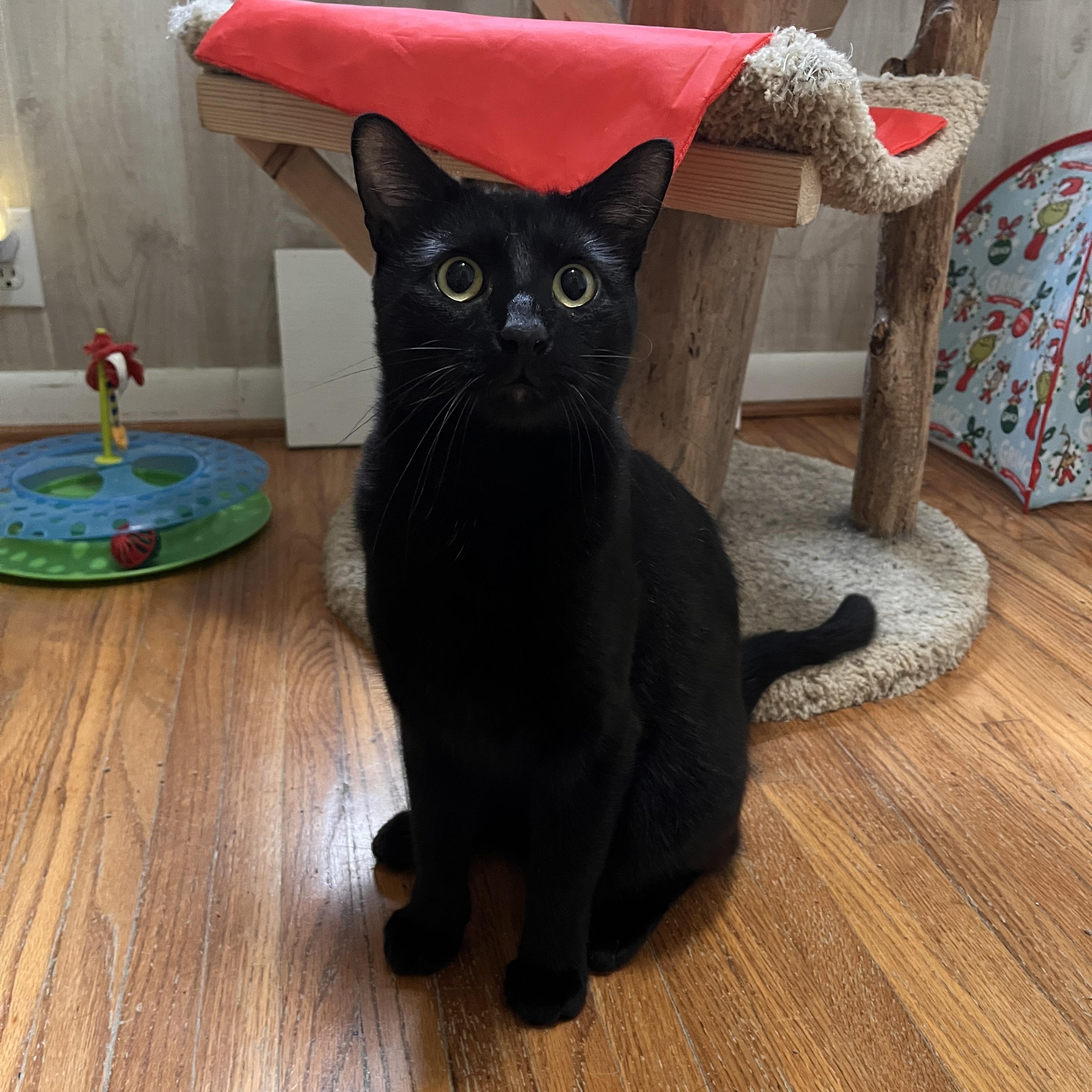 Enlarge Allen, a Adoptable Domestic Short Hair in Frankfort, IL image 5/6