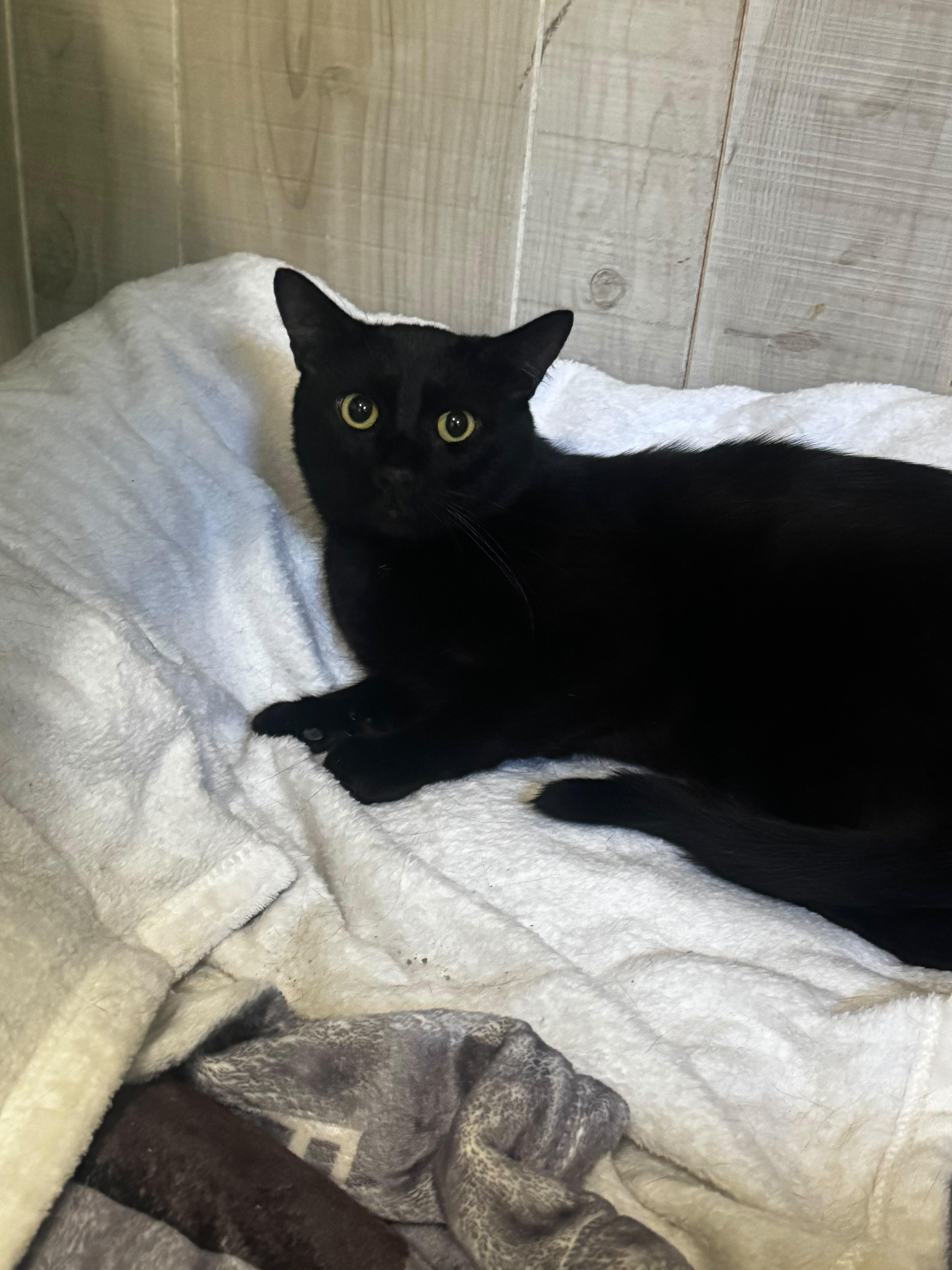 Enlarge Allen, a Adoptable Domestic Short Hair in Frankfort, IL image 4/6
