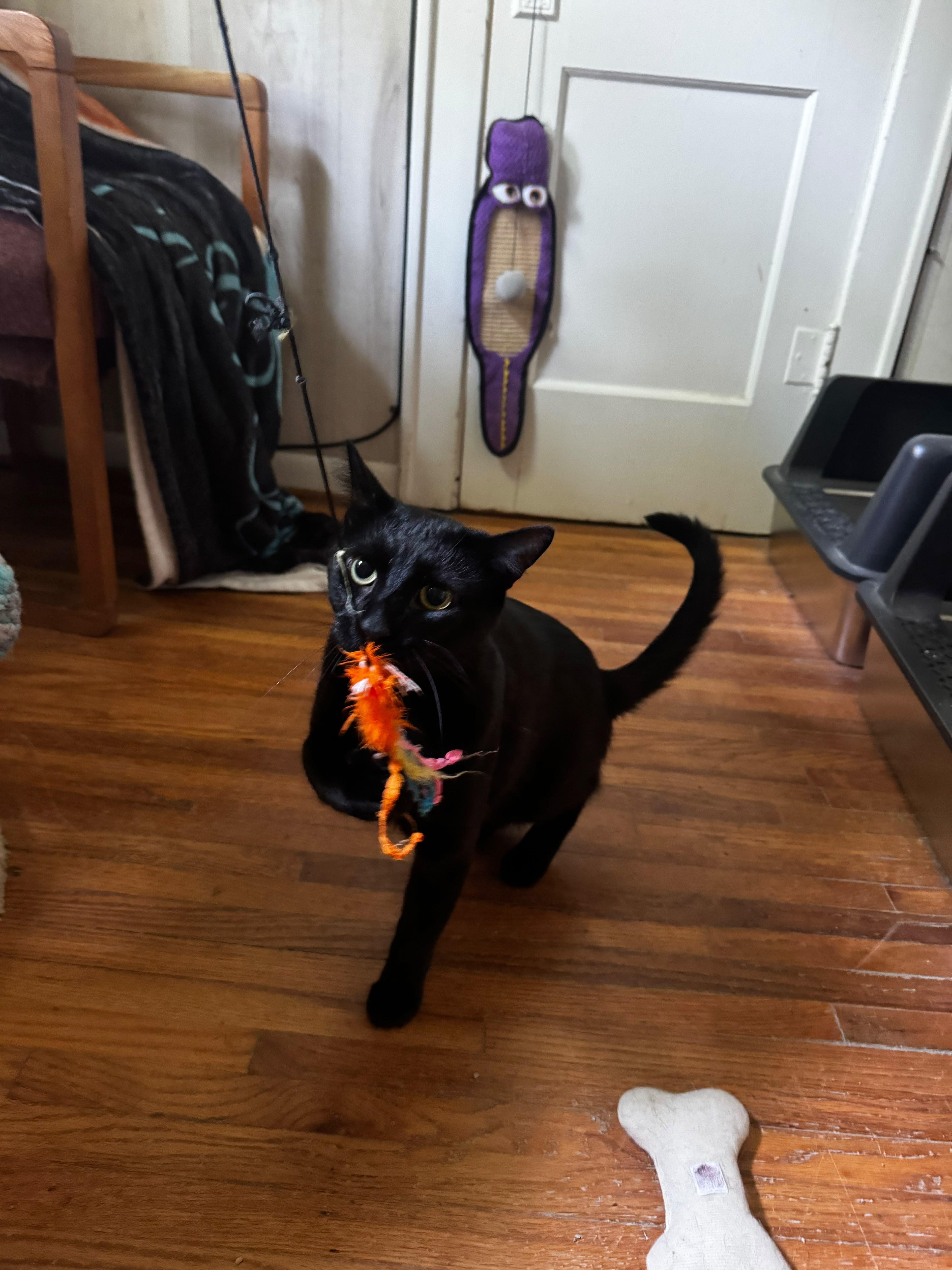 Enlarge Allen, a Adoptable Domestic Short Hair in Frankfort, IL image 2/6