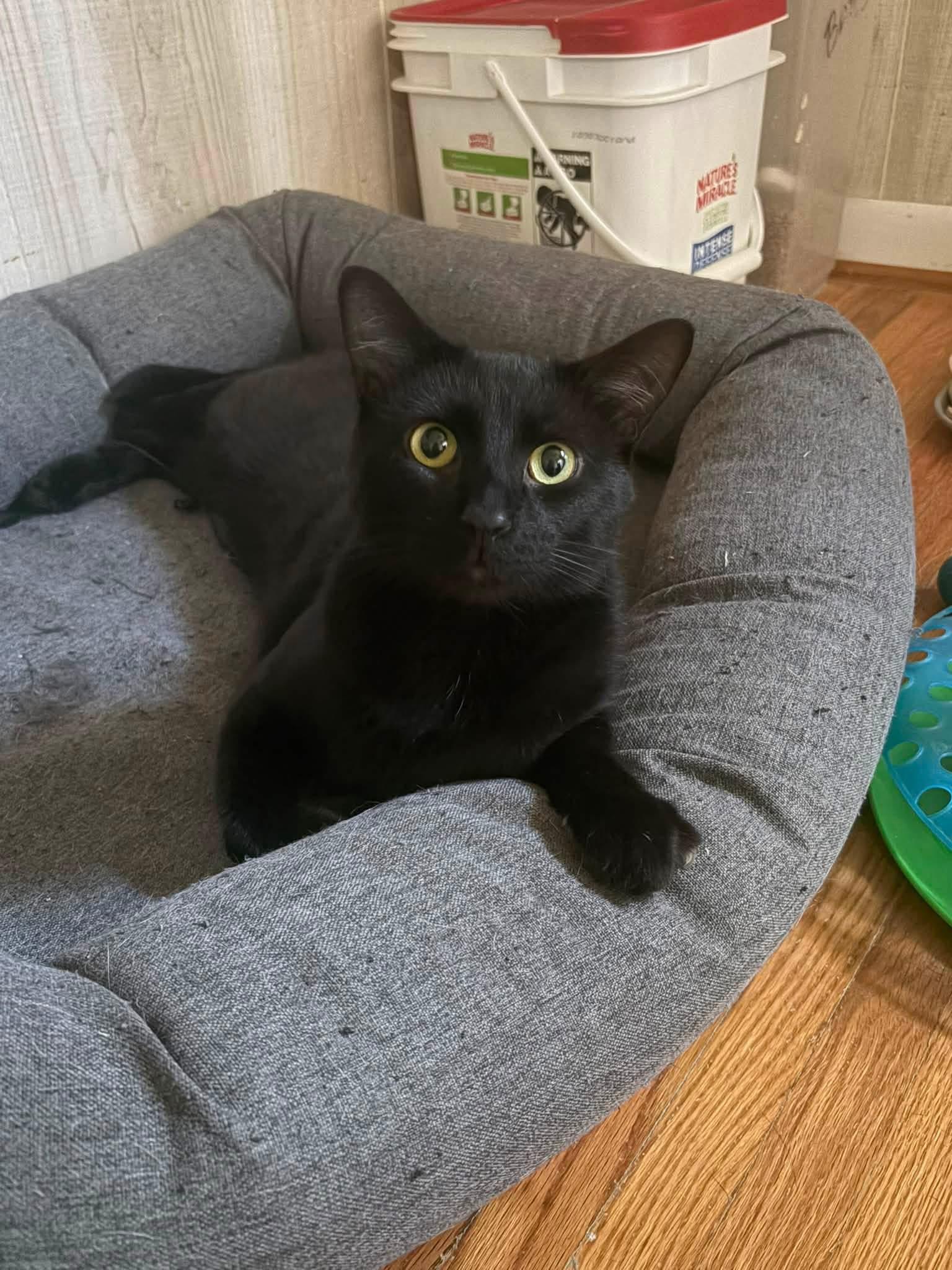 Enlarge Allen, a Adoptable Domestic Short Hair in Frankfort, IL image 1/6
