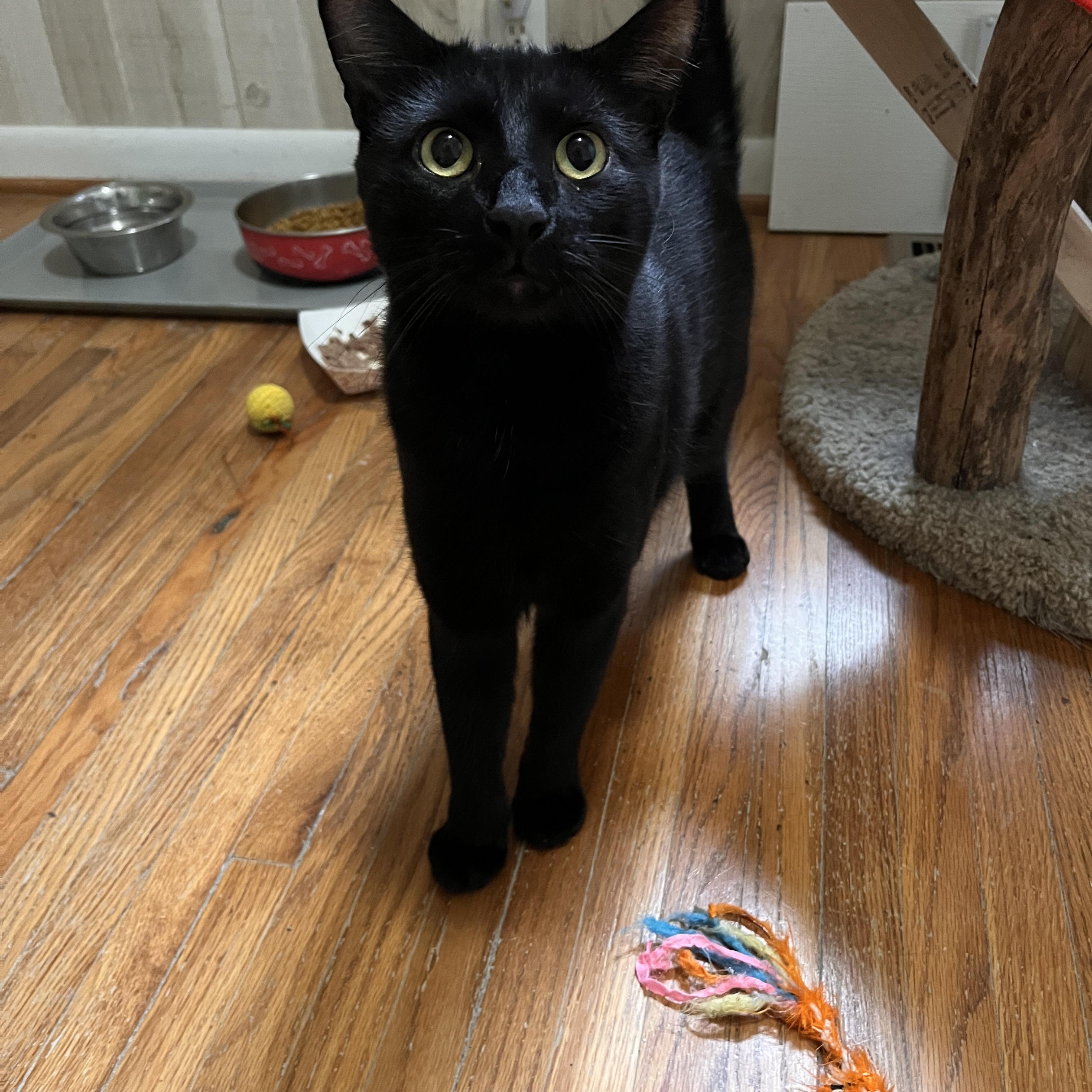 Enlarge Allen, a Adoptable Domestic Short Hair in Frankfort, IL image 6/6