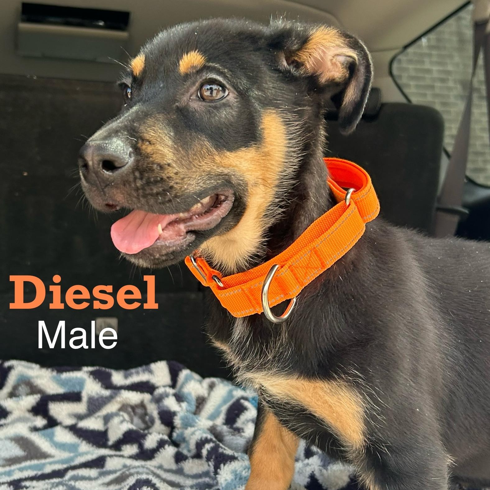 Dog for adoption - Diesel, a Rottweiler Mix in Danbury, CT | Petfinder