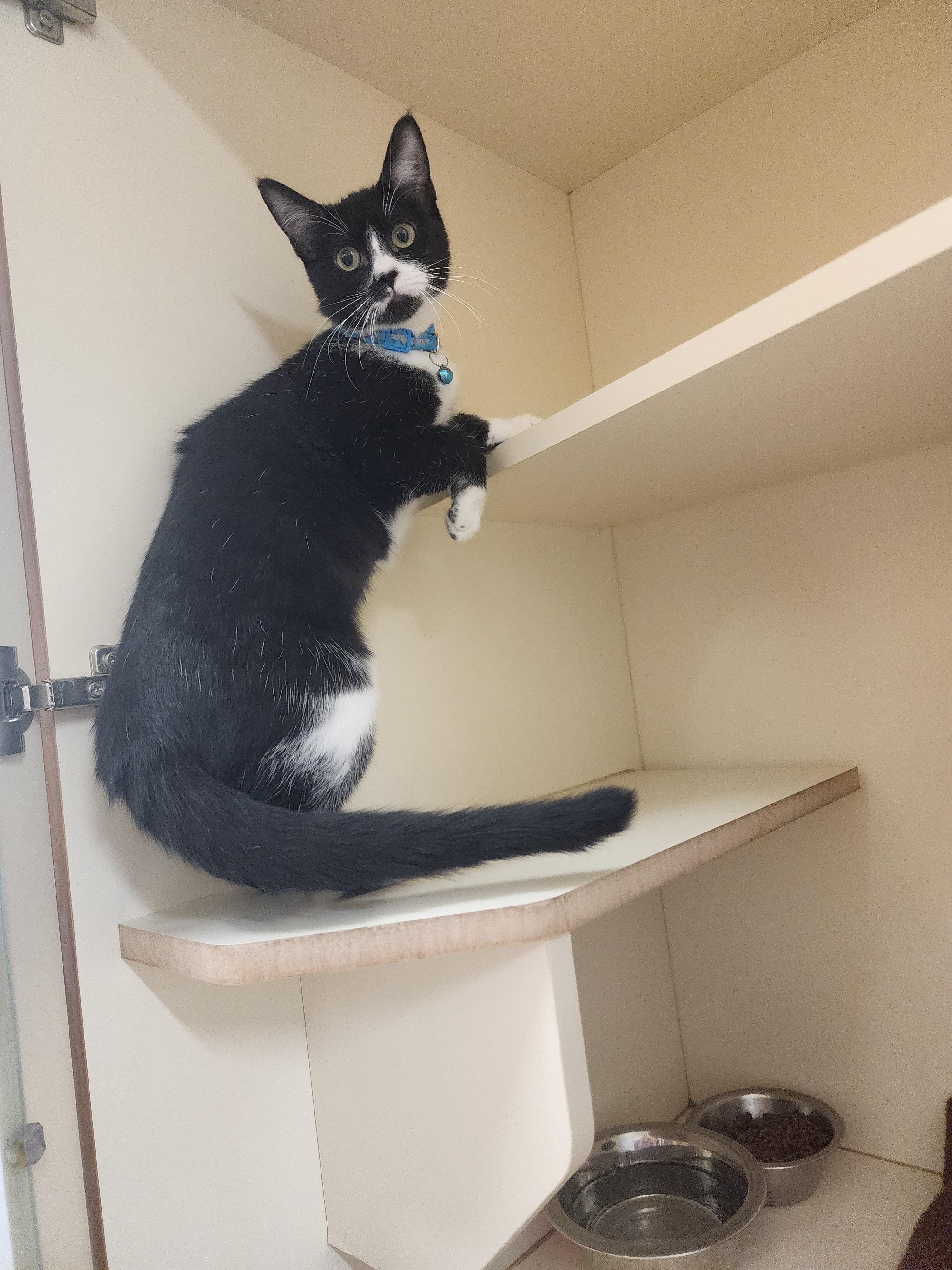 25-275B, ADOPTABLE, Young Female Domestic Short Hair.