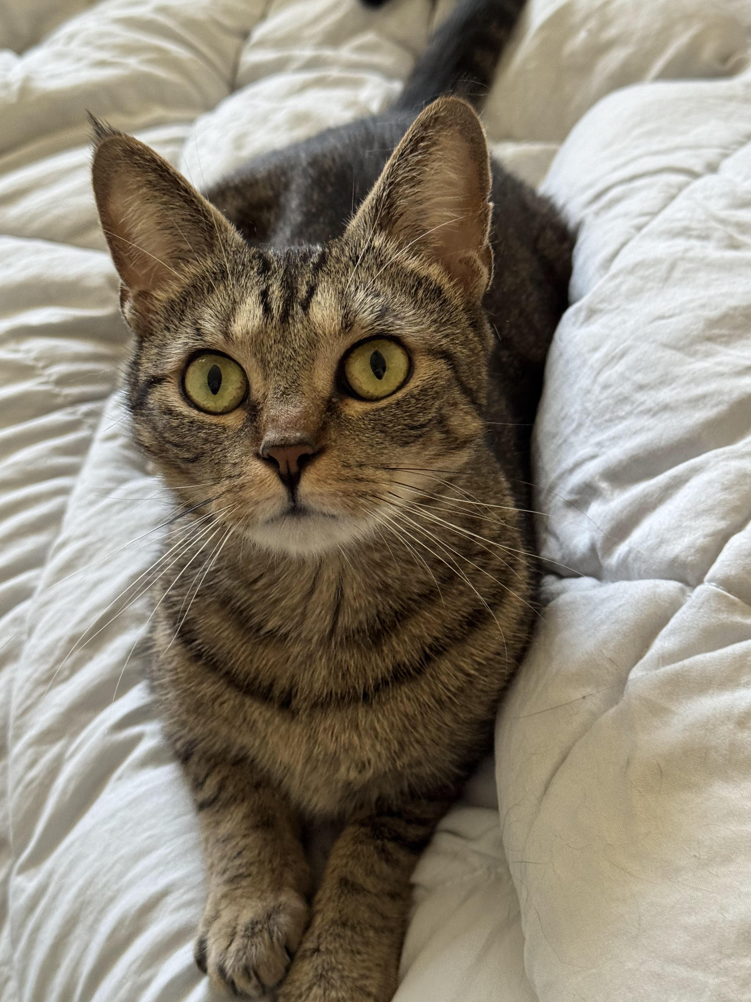 Kisses, Adoptable, Adult Female Domestic Short Hair.