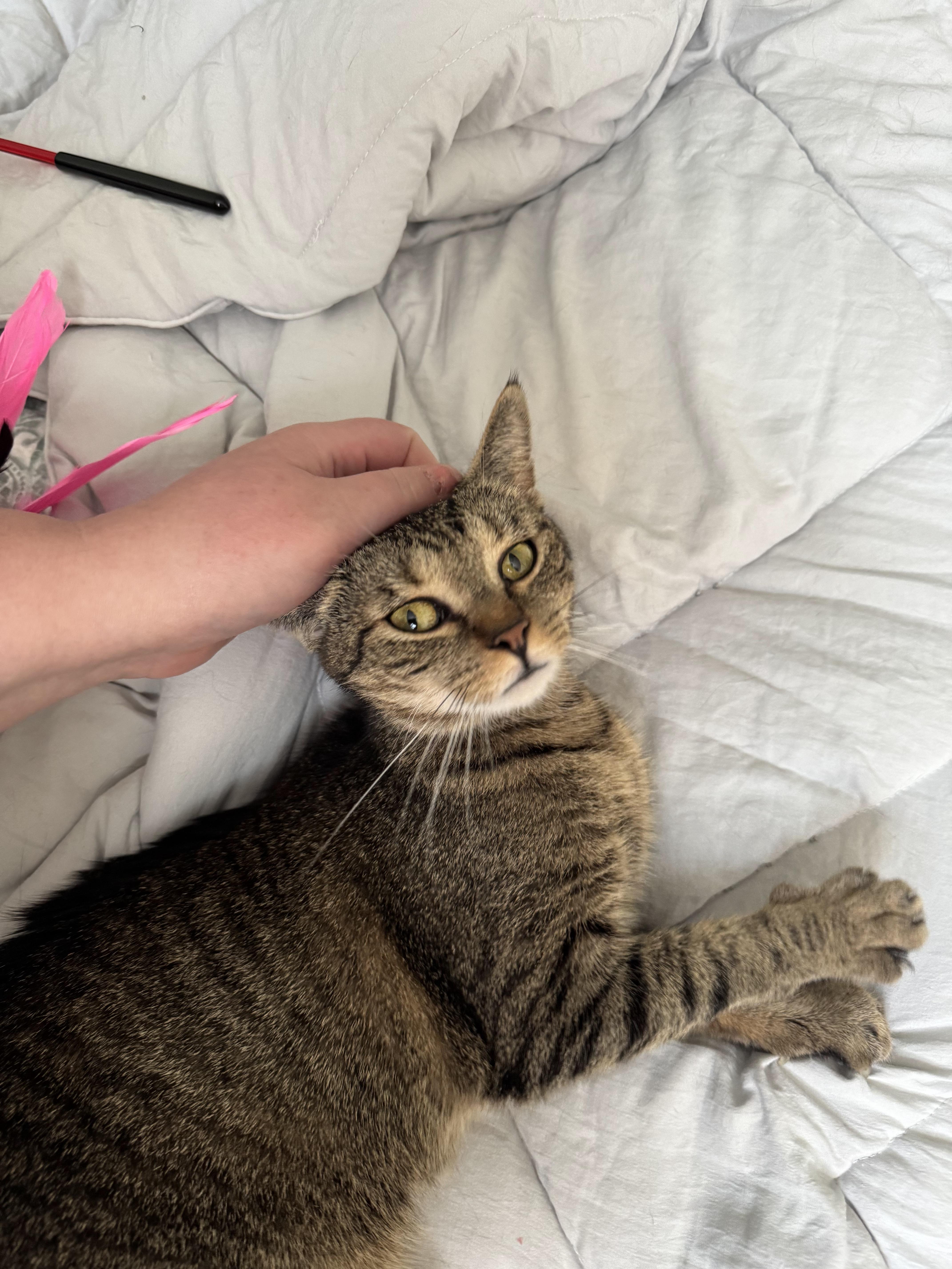 Enlarge Kisses, a Adoptable Domestic Short Hair in Bethel Park, PA image 2/4