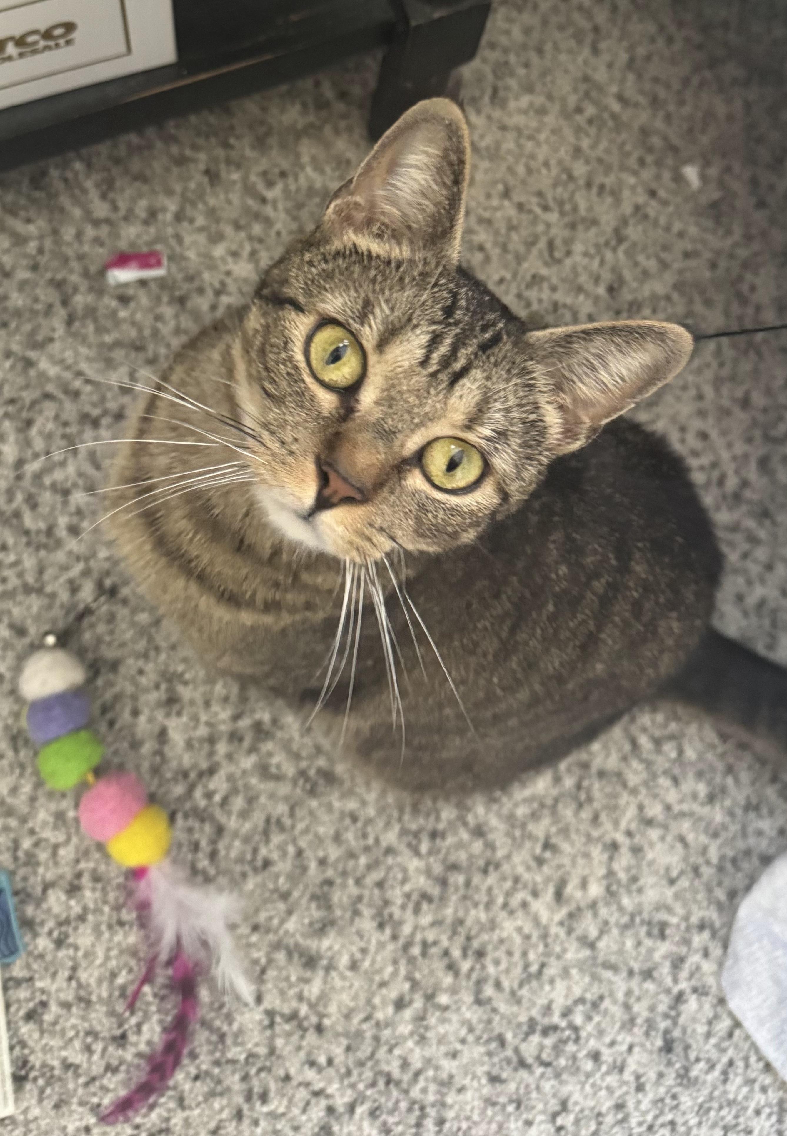 Enlarge Kisses, a Adoptable Domestic Short Hair in Bethel Park, PA image 3/4