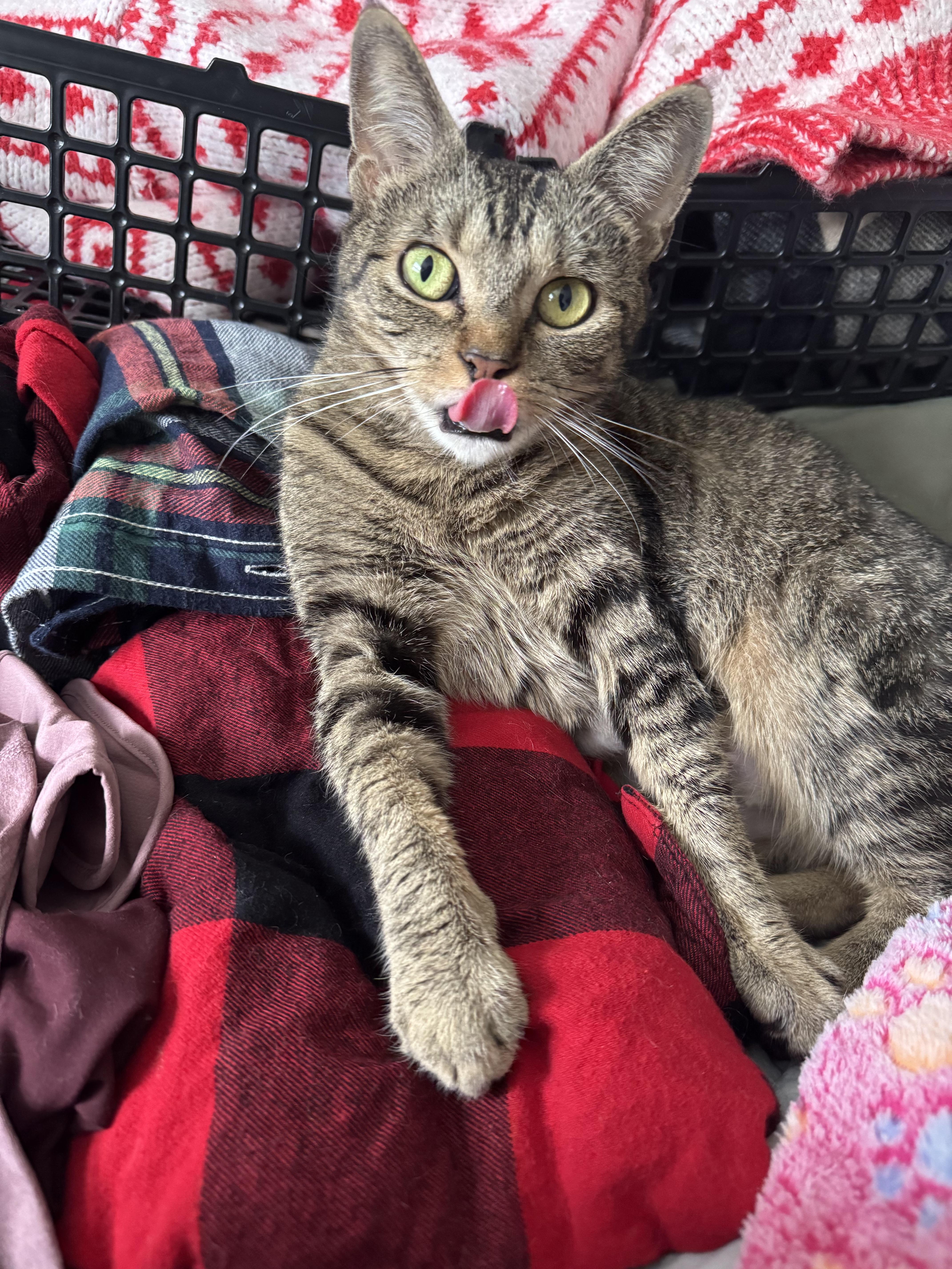 Enlarge Kisses, a Adoptable Domestic Short Hair in Bethel Park, PA image 4/4