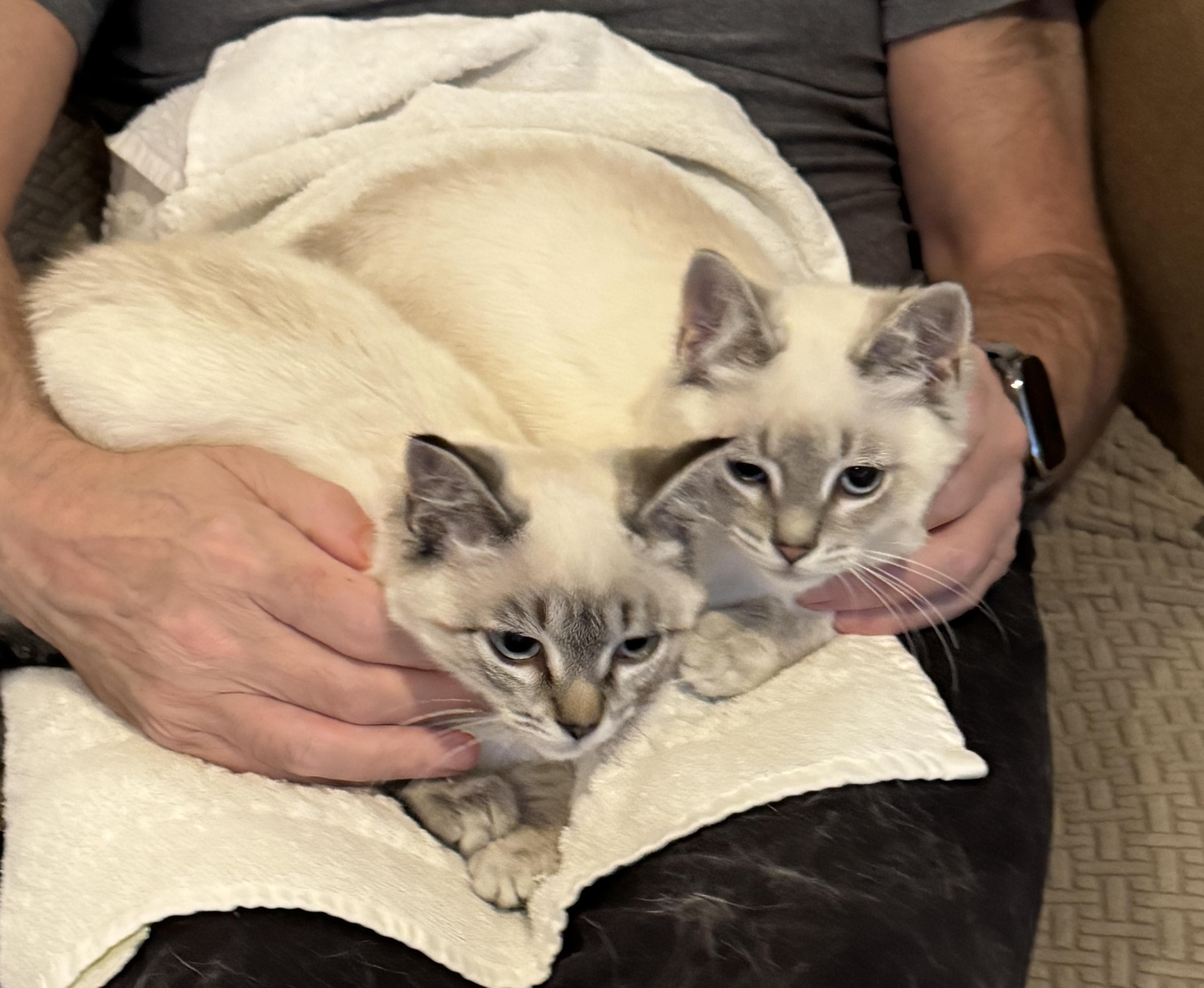 SUGAR + SPICE, an adoptable Siamese, Ragdoll in Albany, NY, 12211 | Photo Image 4