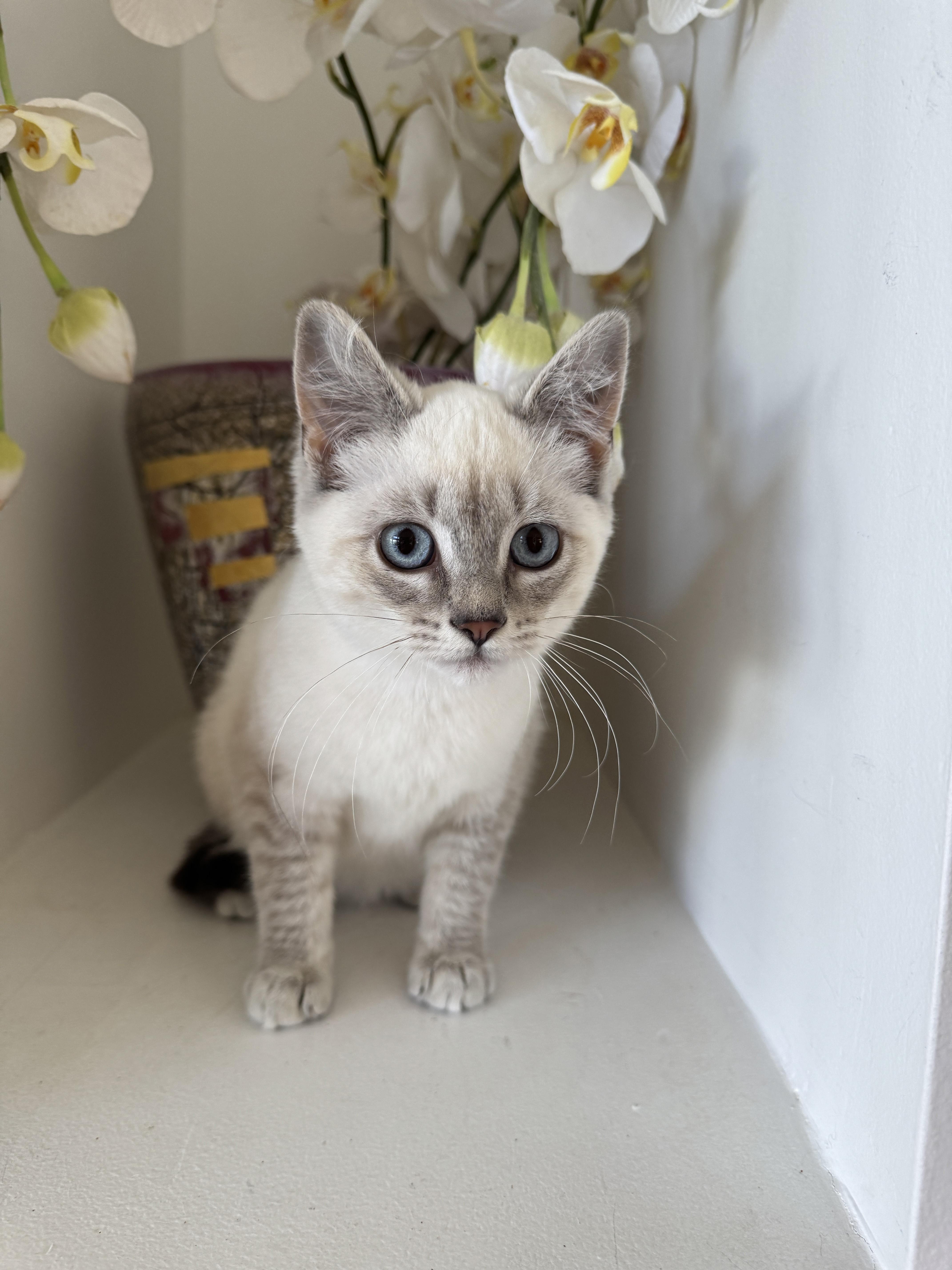 SUGAR + SPICE, an adoptable Siamese, Ragdoll in Albany, NY, 12211 | Photo Image 6