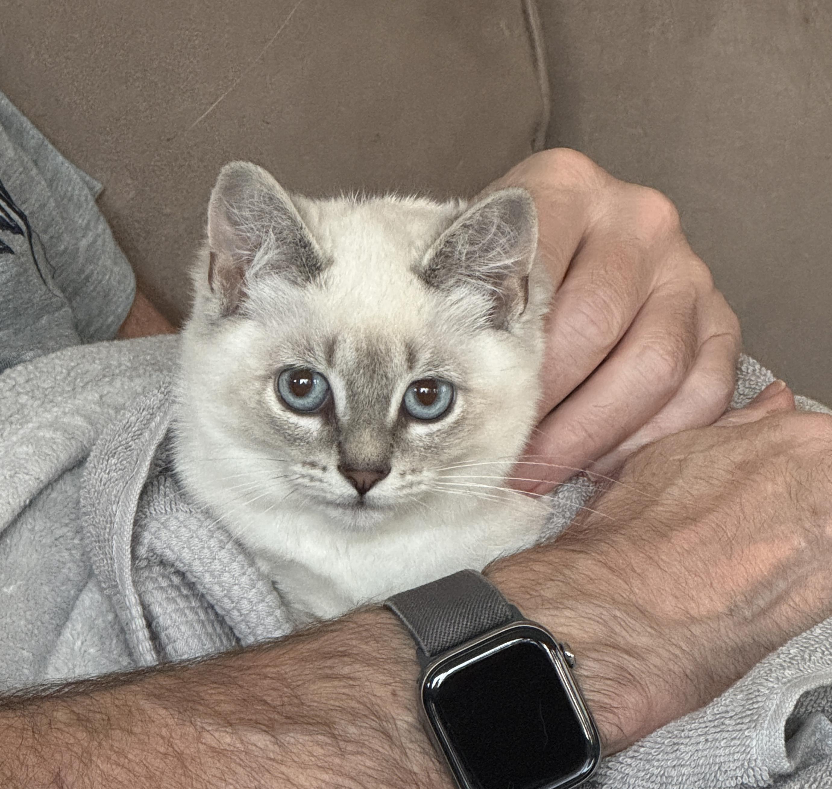 SUGAR + SPICE, an adoptable Siamese, Ragdoll in Albany, NY, 12211 | Photo Image 5