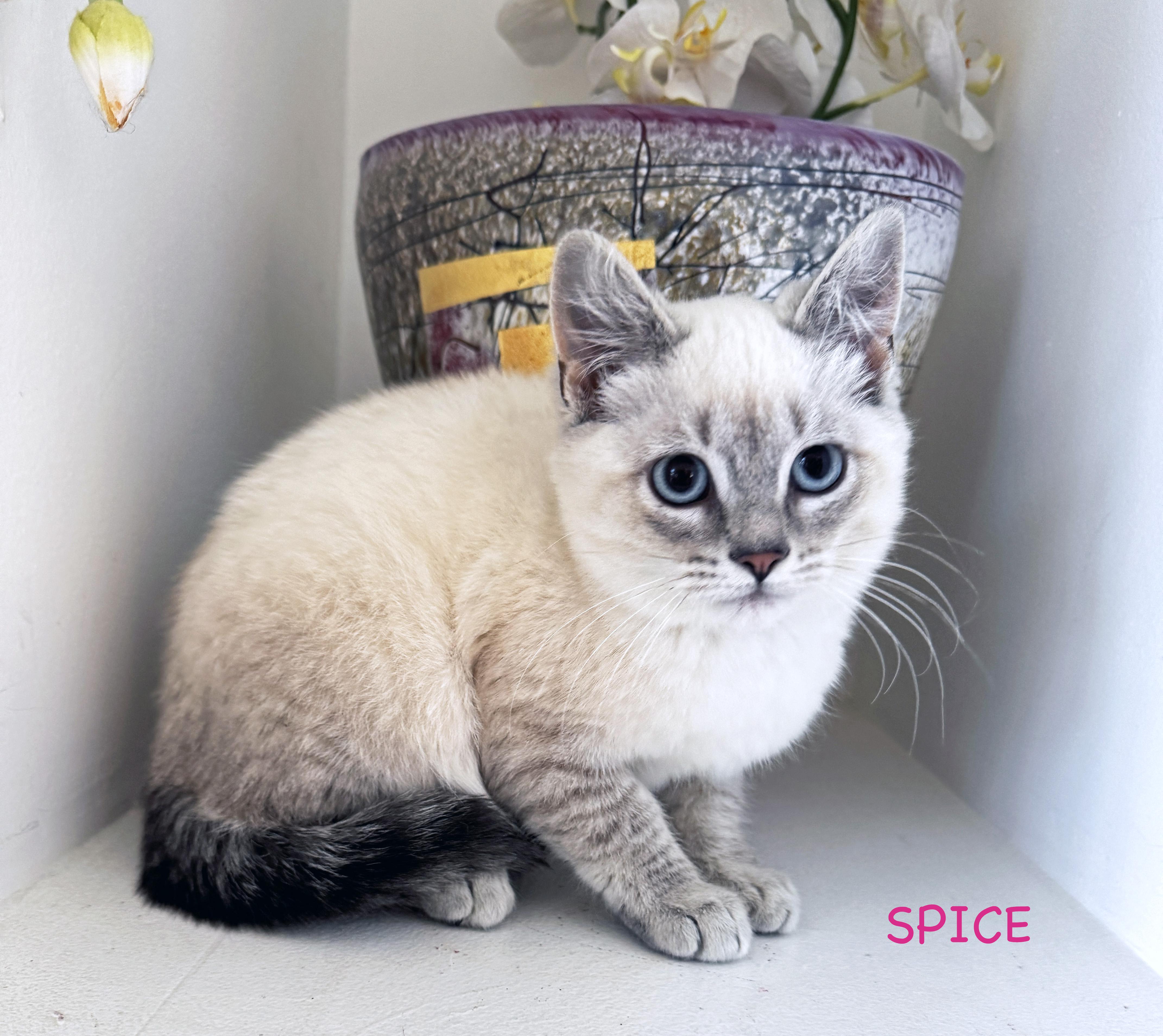 SUGAR + SPICE, an adoptable Siamese, Ragdoll in Albany, NY, 12211 | Photo Image 2