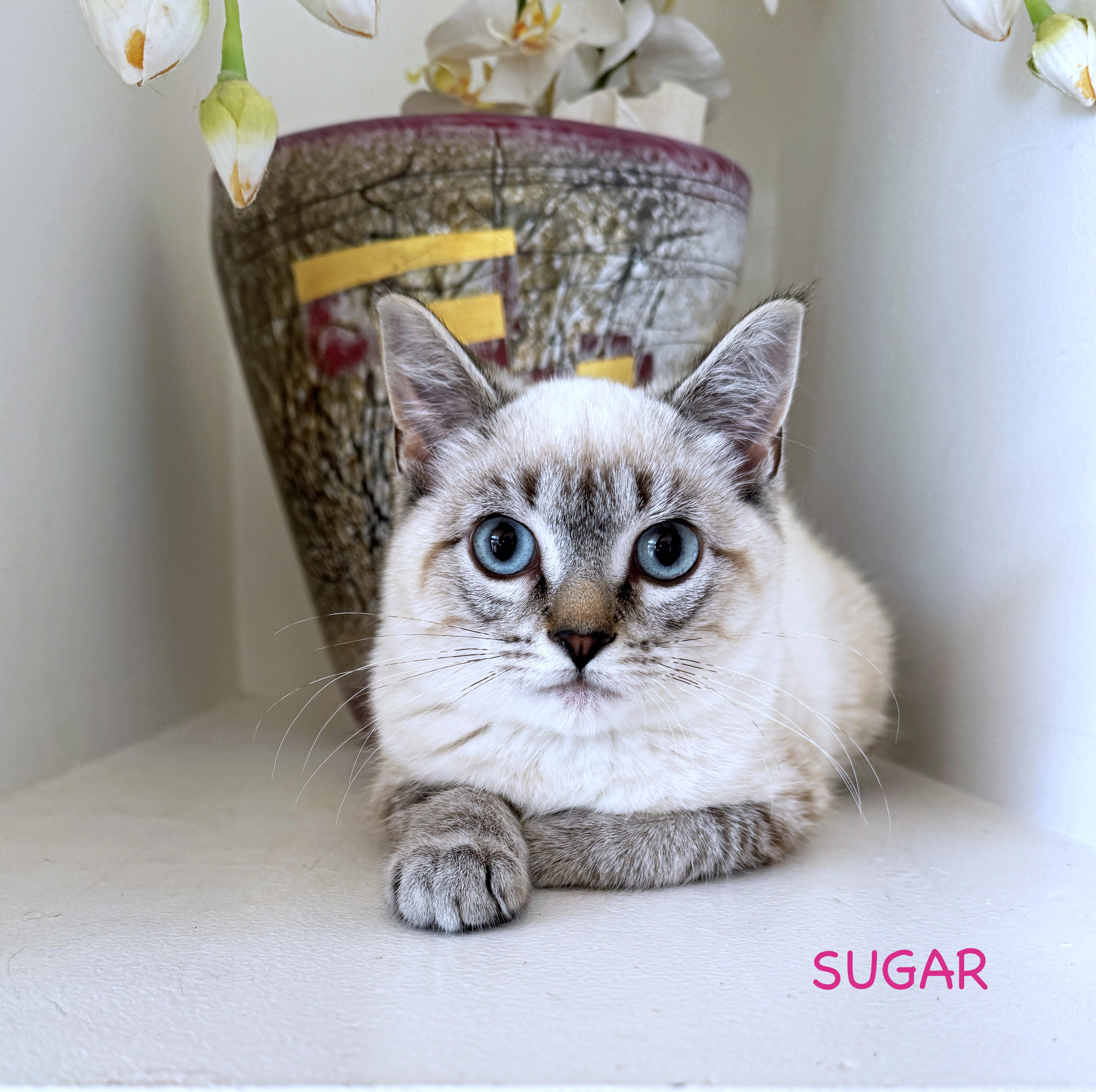 SUGAR + SPICE, an adoptable Siamese, Ragdoll in Albany, NY, 12211 | Photo Image 3
