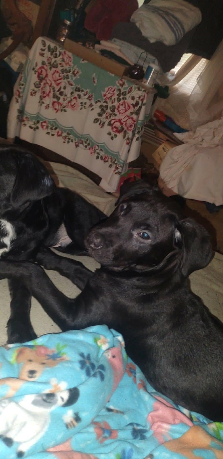 Yankee, a ADOPTABLE Black Labrador Retriever in Munising, MI image 3/4