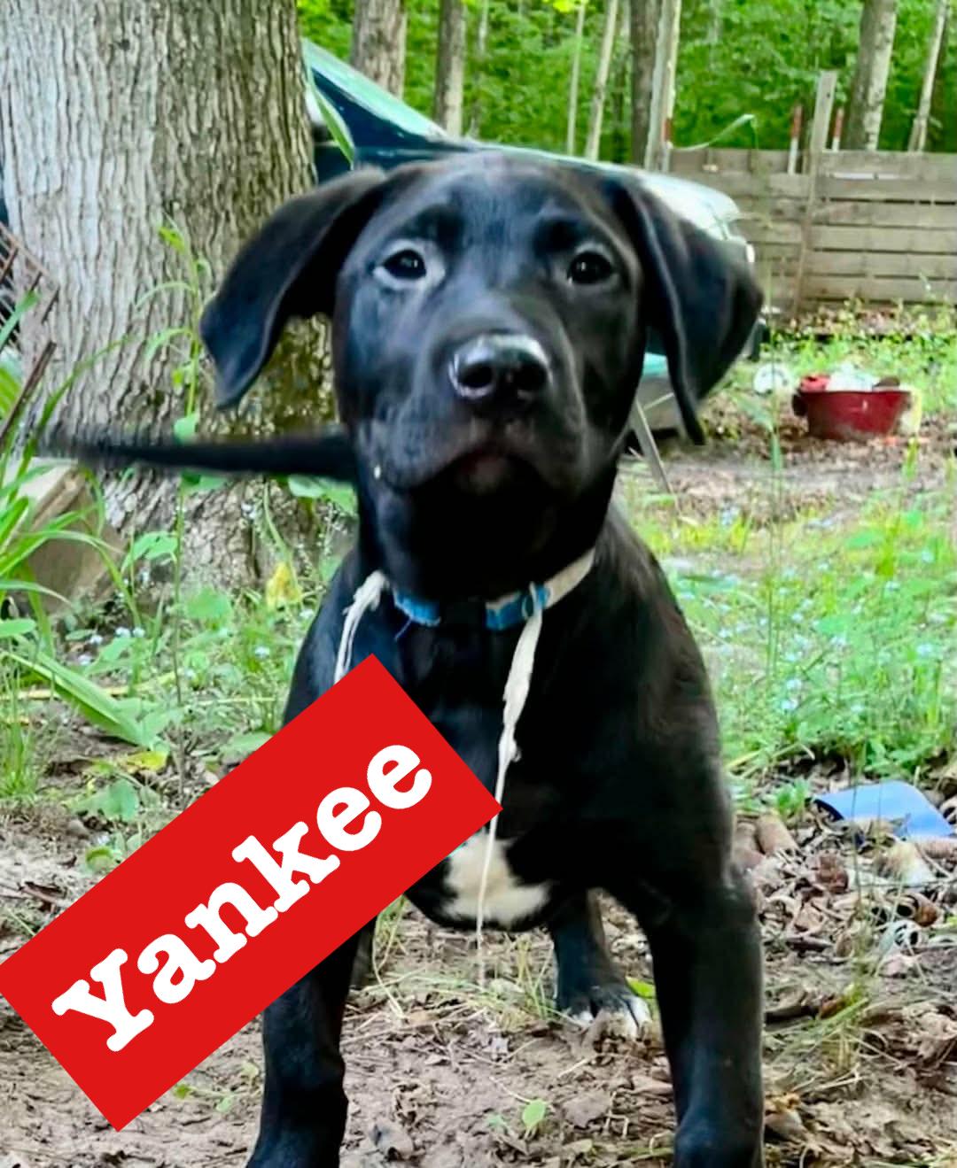 Yankee, a ADOPTABLE Black Labrador Retriever in Munising, MI image 1/4