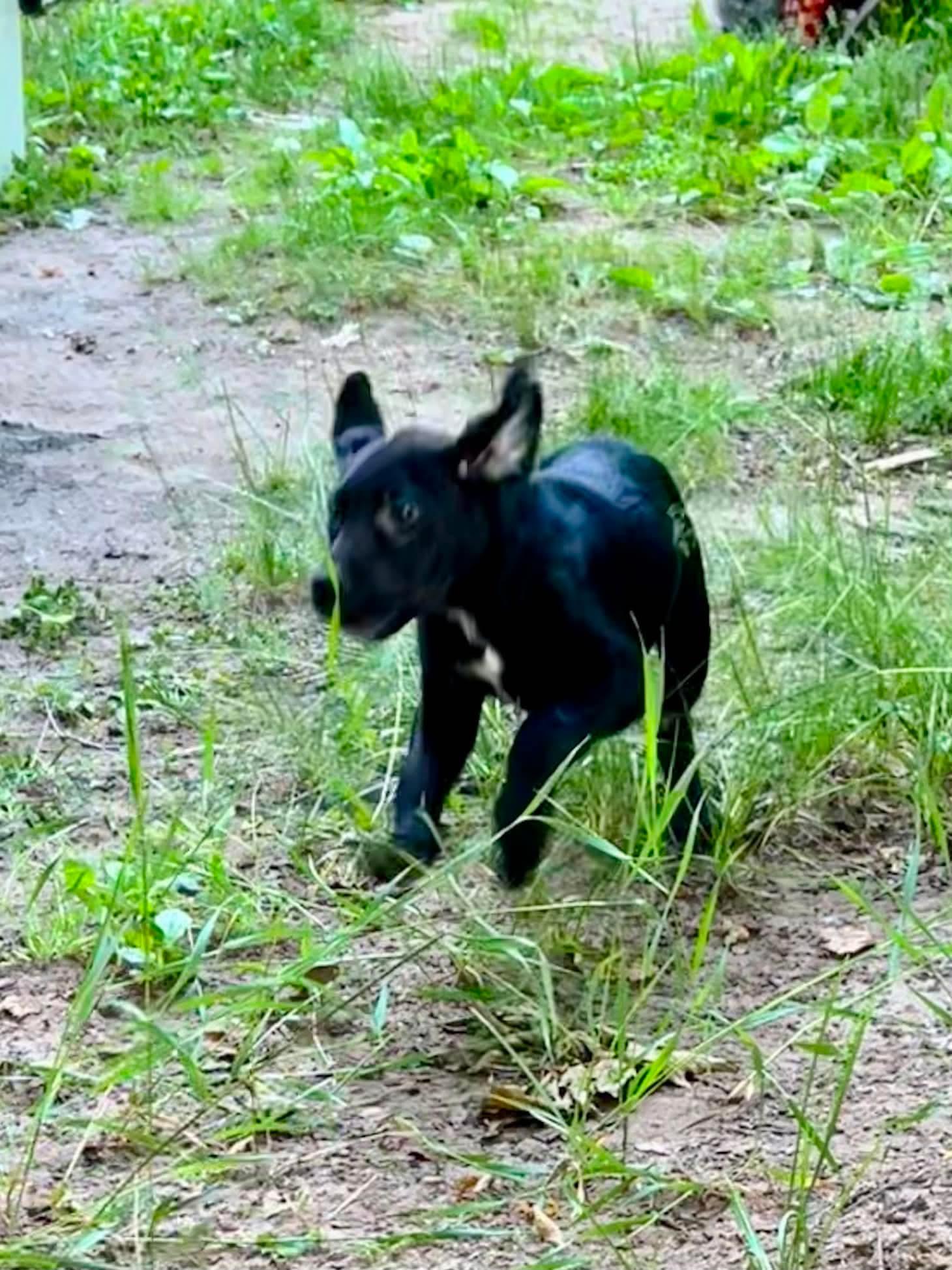 Yankee, a ADOPTABLE Black Labrador Retriever in Munising, MI image 2/4