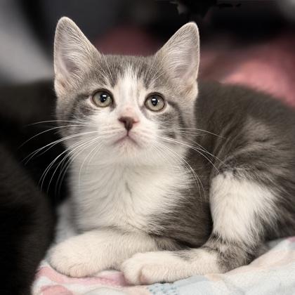 Conon O`Brien, Adoptable, Kitten Male Domestic Short Hair & Domestic Short Hair.