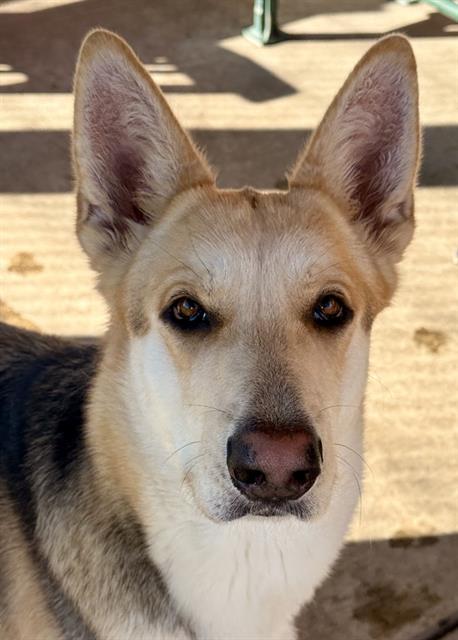 Enlarge MISSY, a Adoptable German Shepherd Dog in Lodi, CA image 1/1