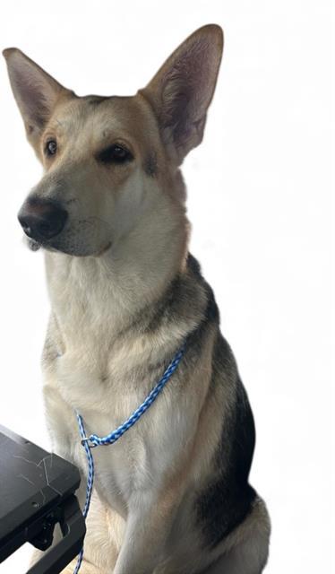 MISSY, Adoptable, Young Female German Shepherd Dog.