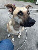 Theo, Adoptable, Young Male Shepherd.